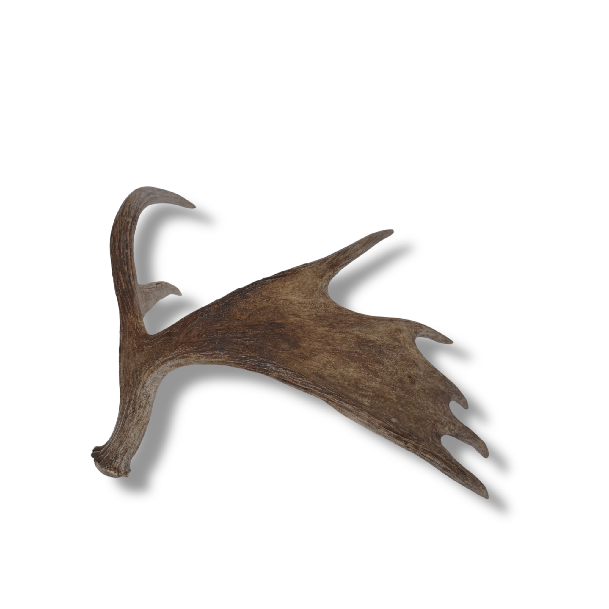 Moose Antler | Small Size | 08