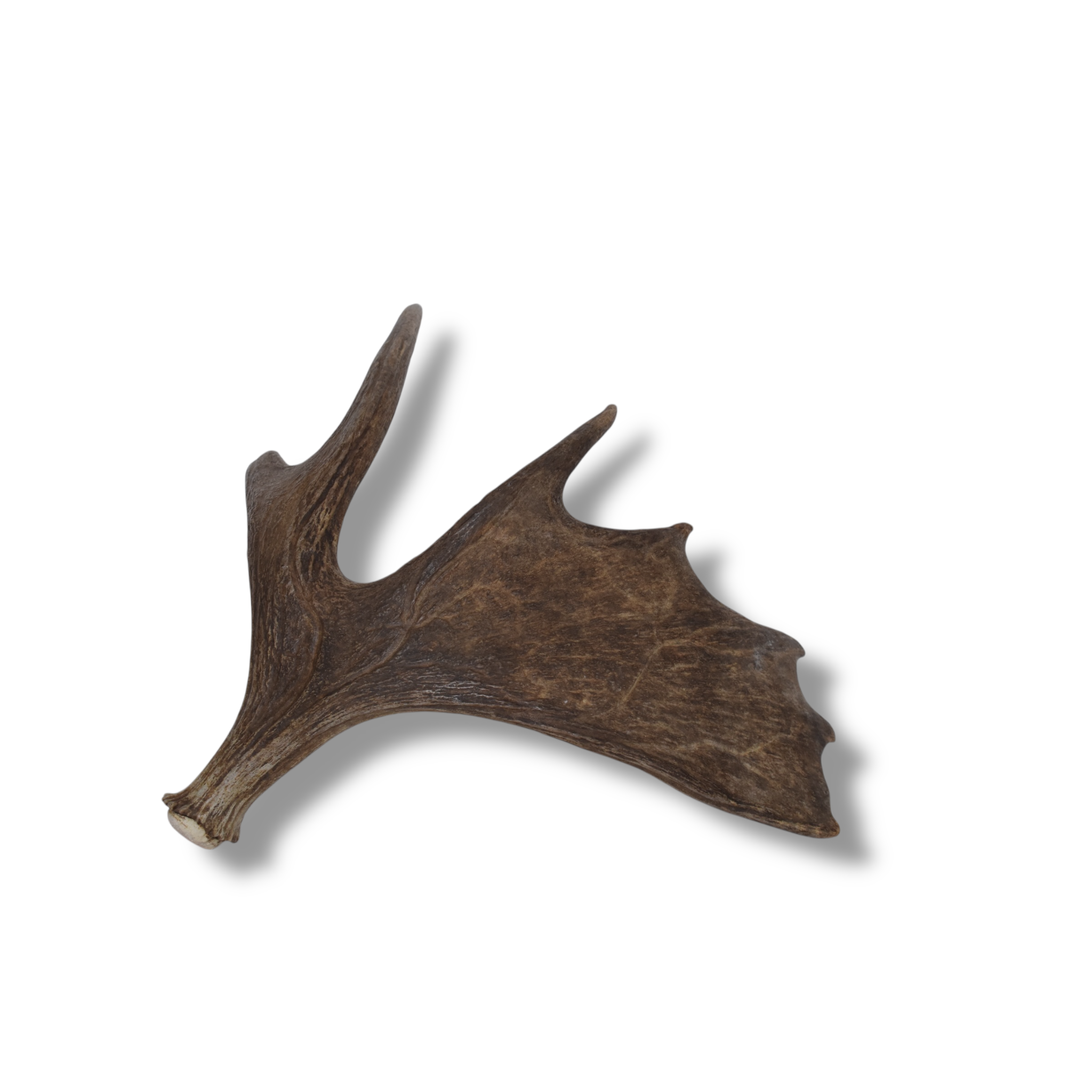 Moose Antler | Small Size | 09