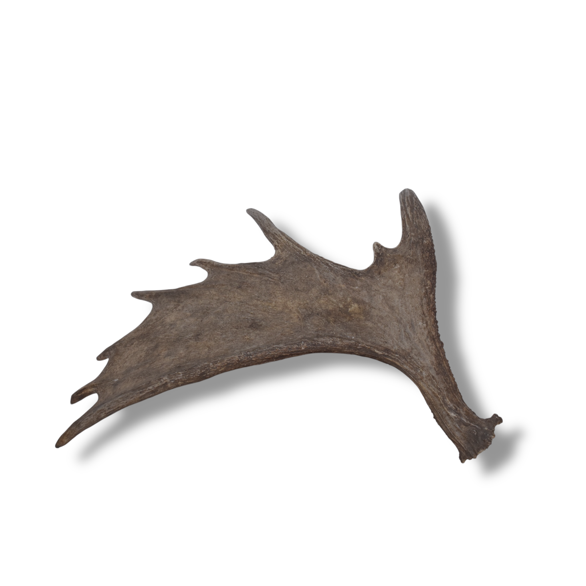 Moose Antler | Small Size | 07