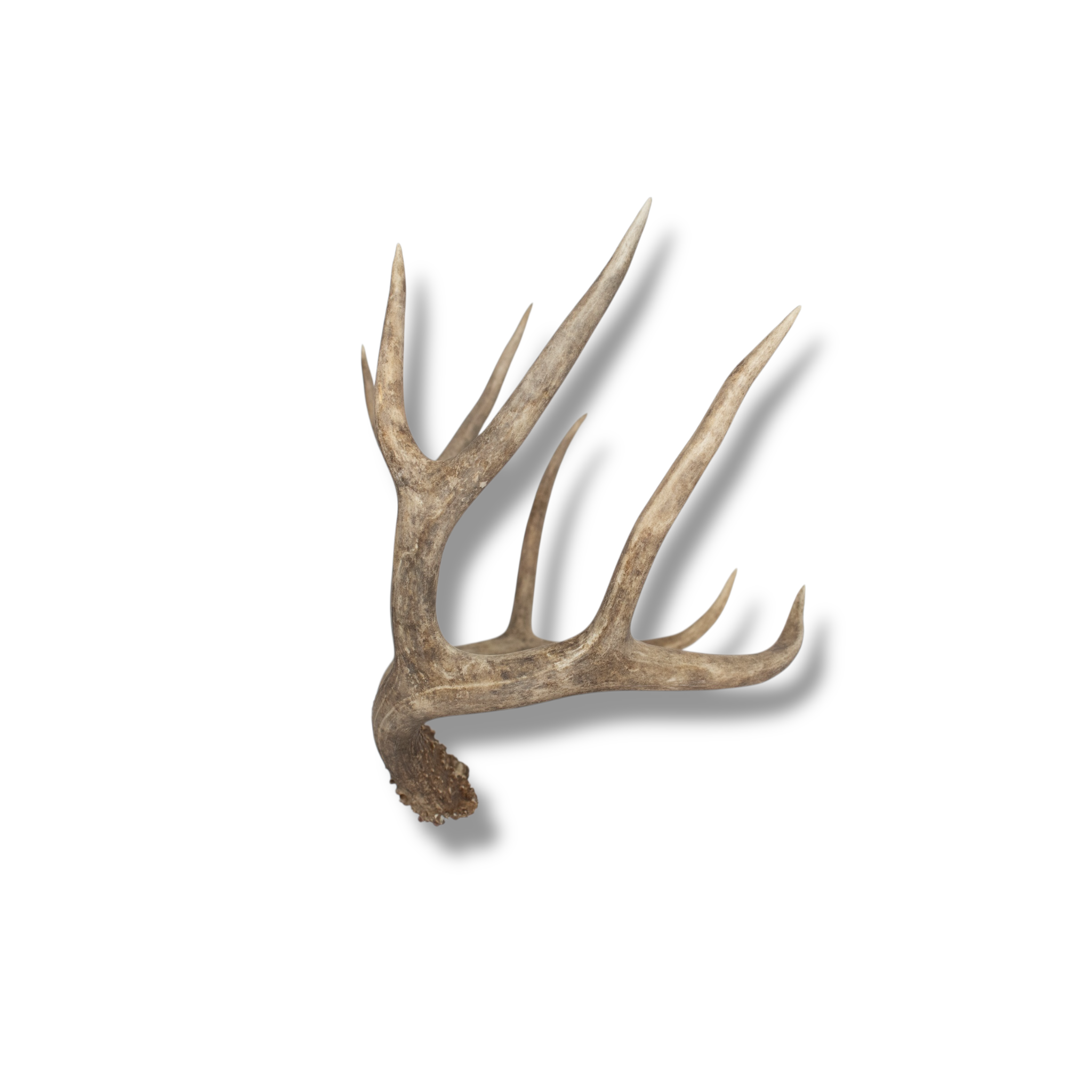 Mule Deer Medium | Made-to-Order | 11
