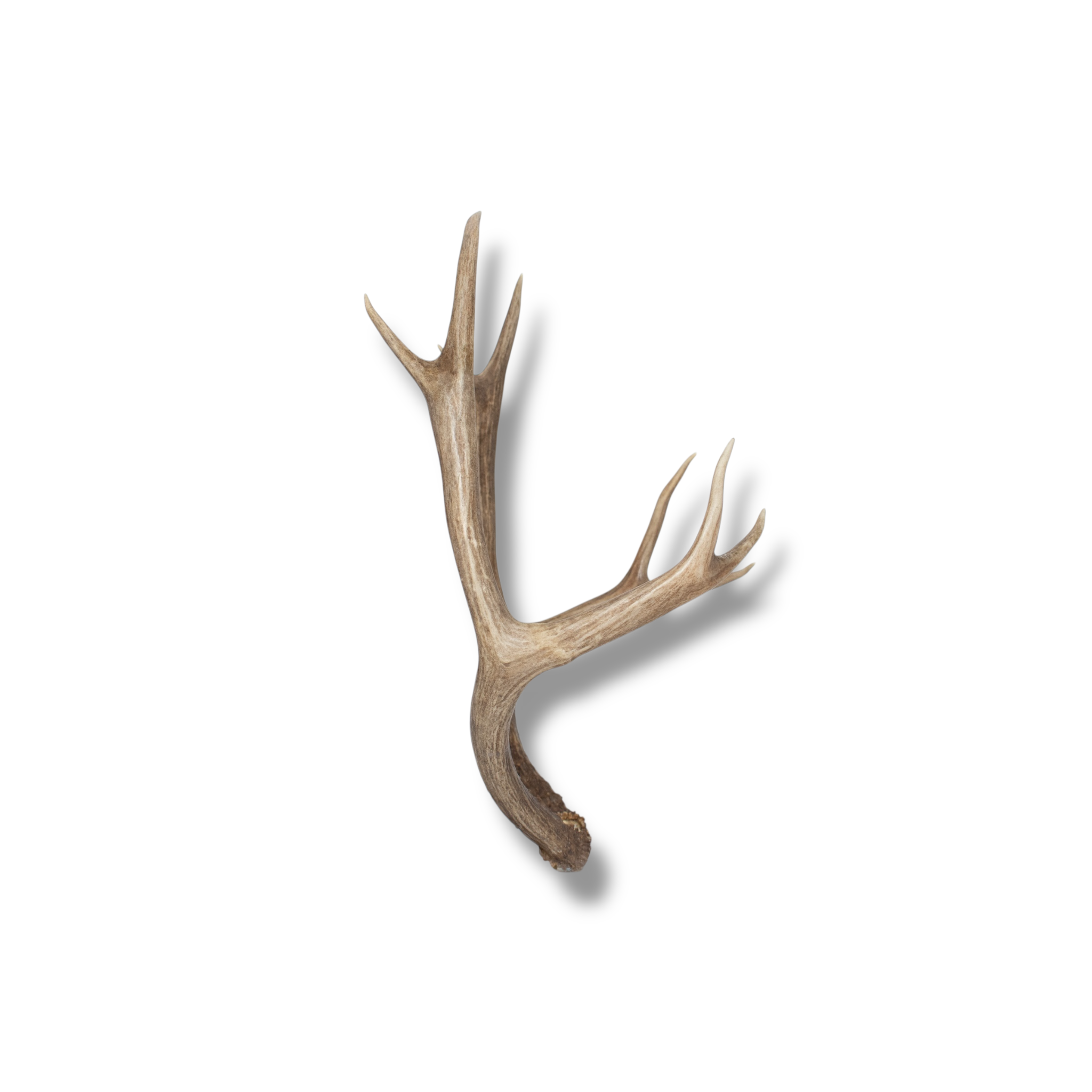 Mule Deer Medium | Made-to-Order | 12