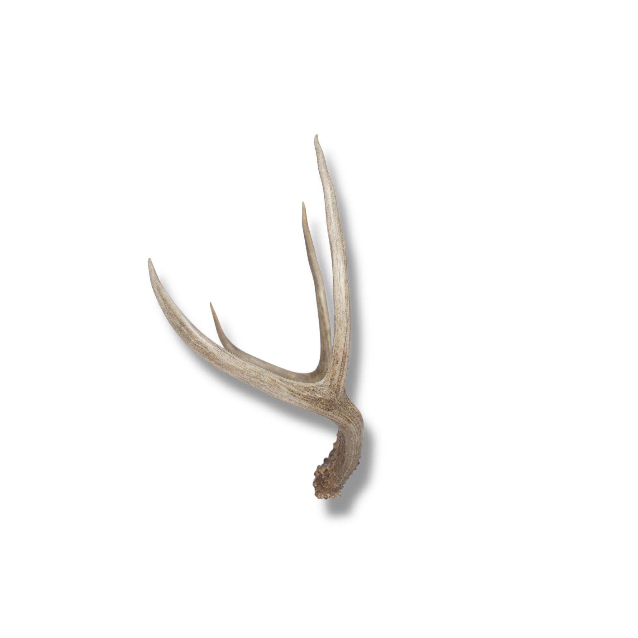 Mule Deer Small | Made-to-Order | 13