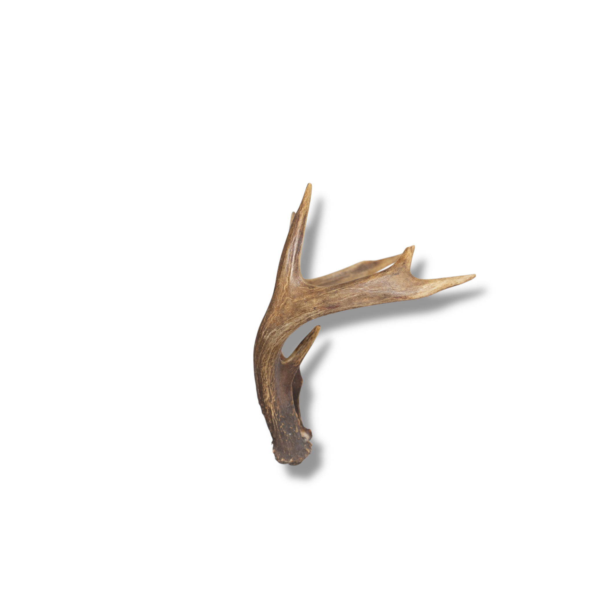 Whitetail Deer Mini | Made-to-Order | 19