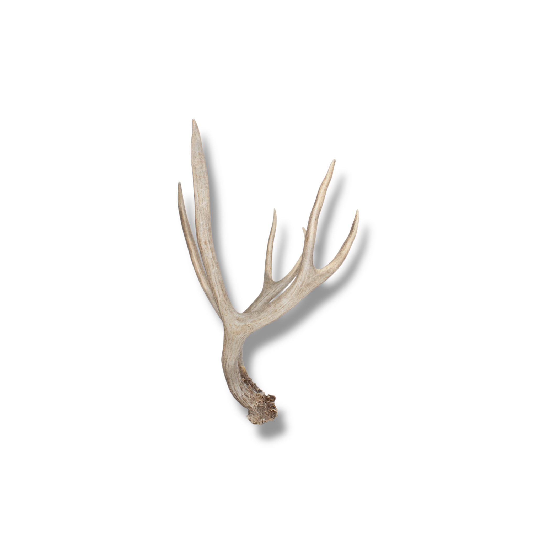 Mule Deer Medium | Made-to-Order | 22