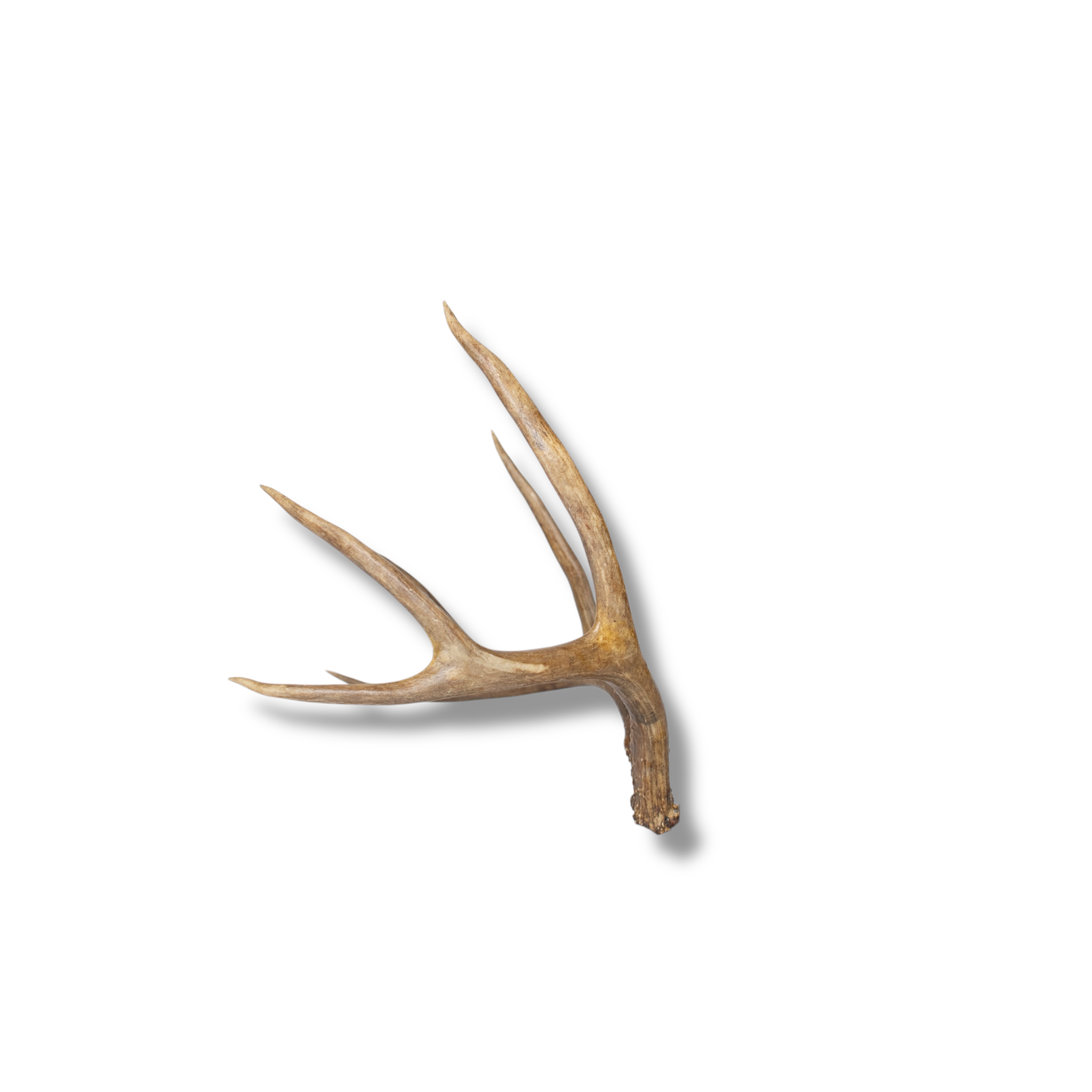 Whitetail Deer Small | Made-to-Order | 23