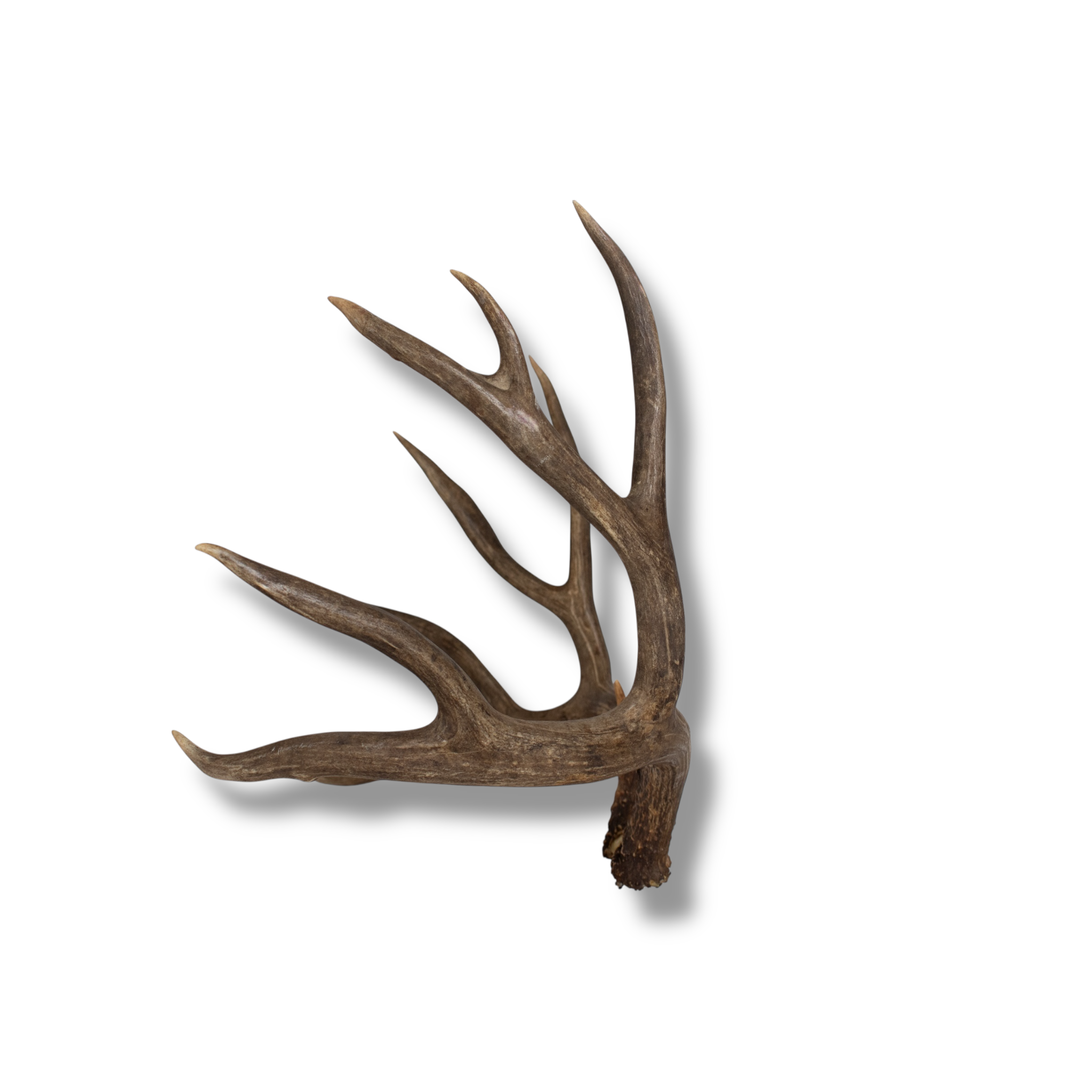 Mule Deer Large | Made-to-Order | 29