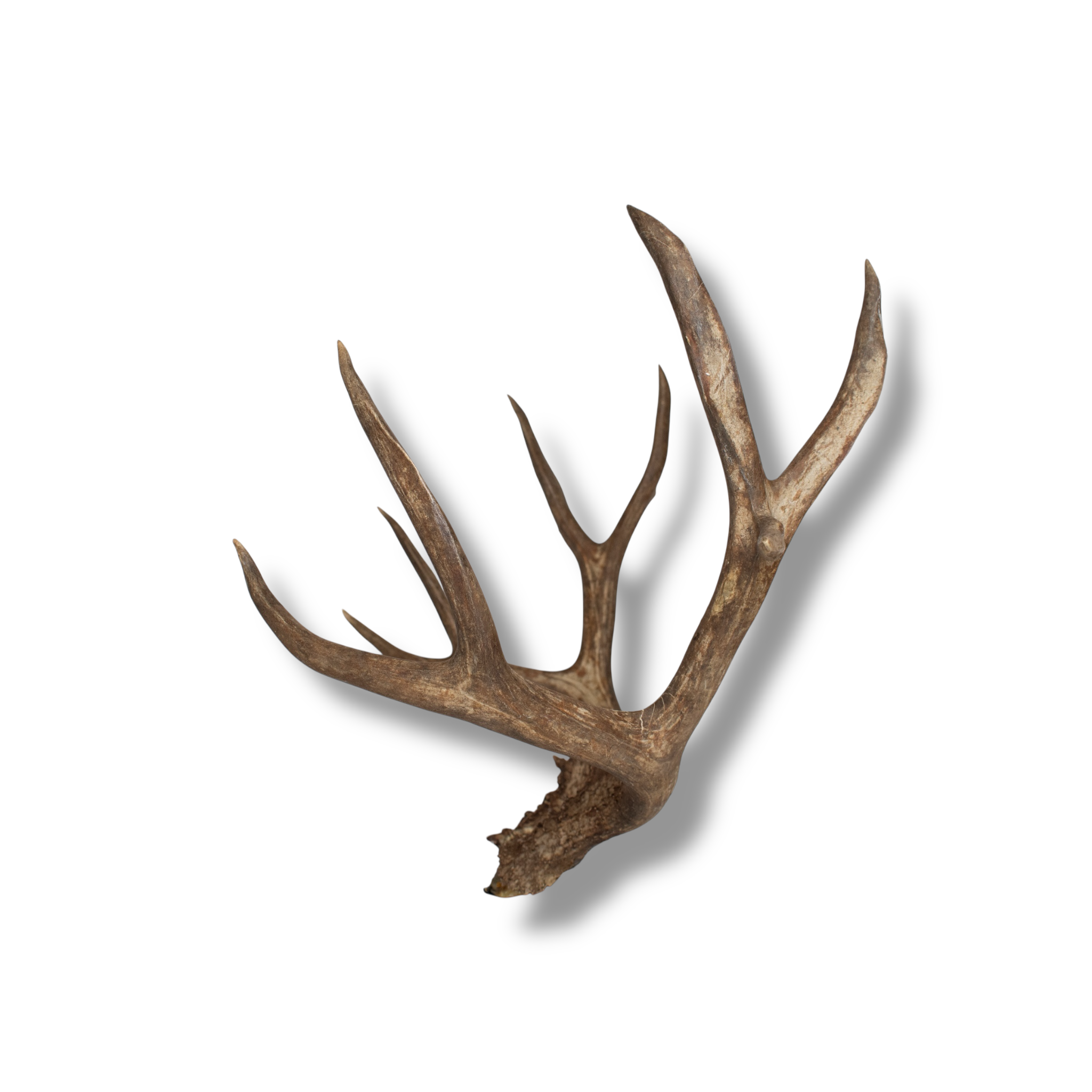 Mule Deer Large| Made-to-Order | 31