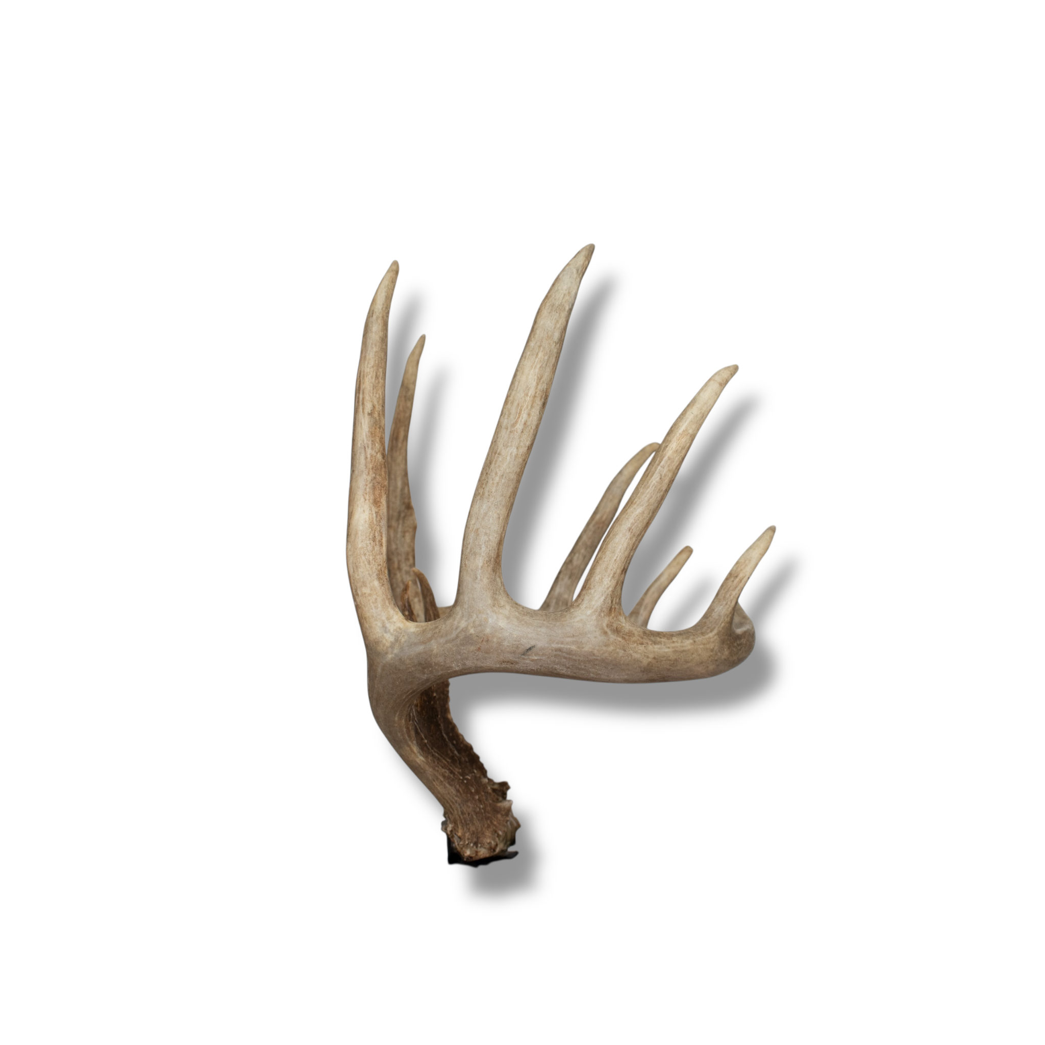 Whitetail Deer Large | Made-to-Order | 41
