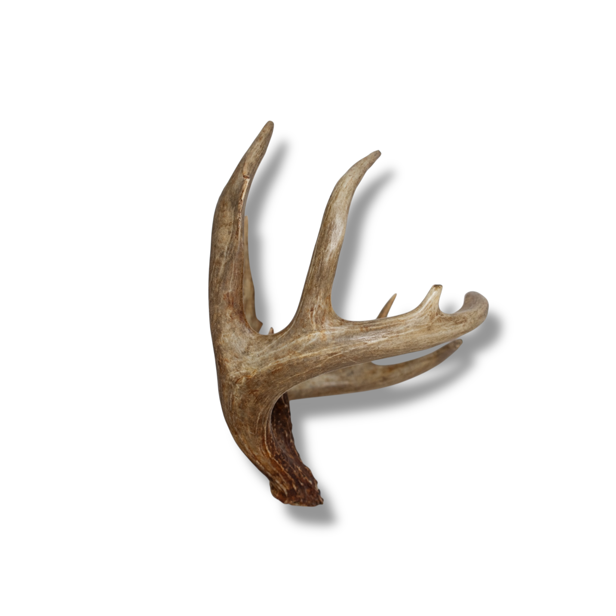Whitetail Deer Large | Made-to-Order | 24