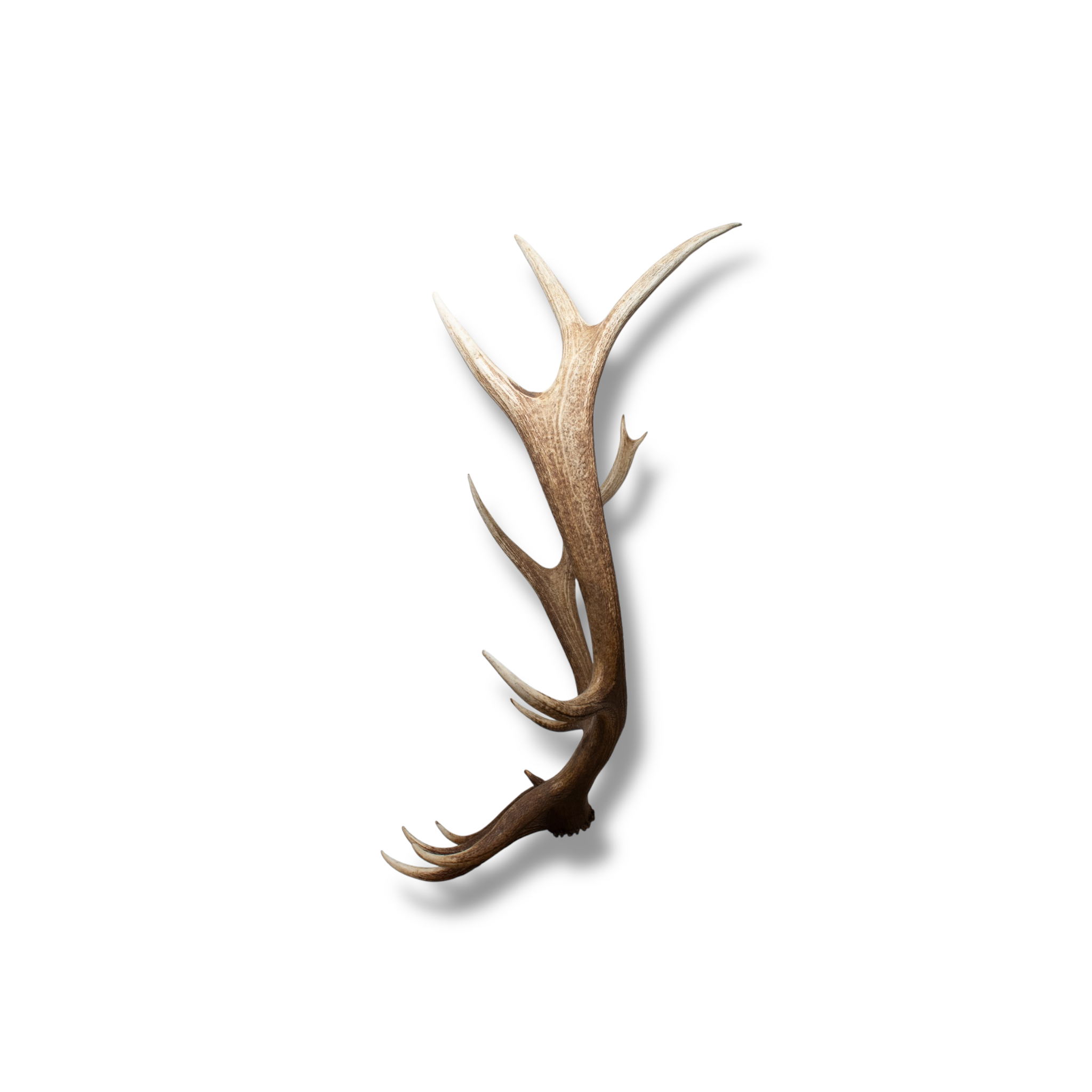 Elk Extra-Large | Made-to-Order | 37