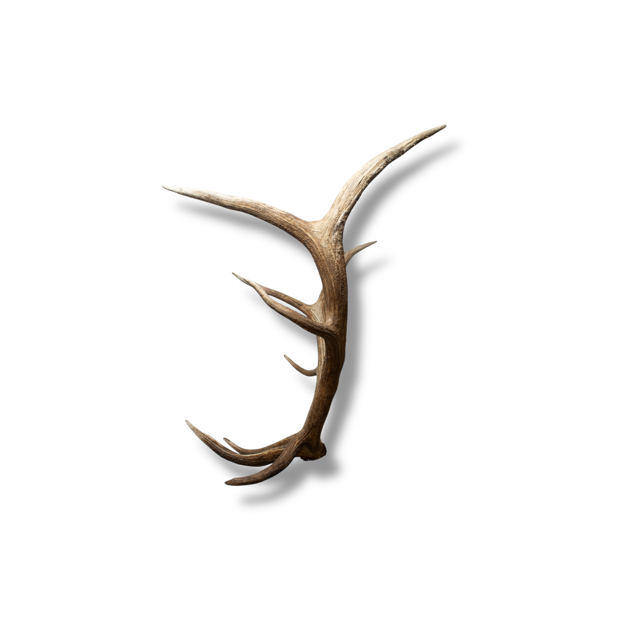 Elk Extra-Large | Made-to-Order | 36