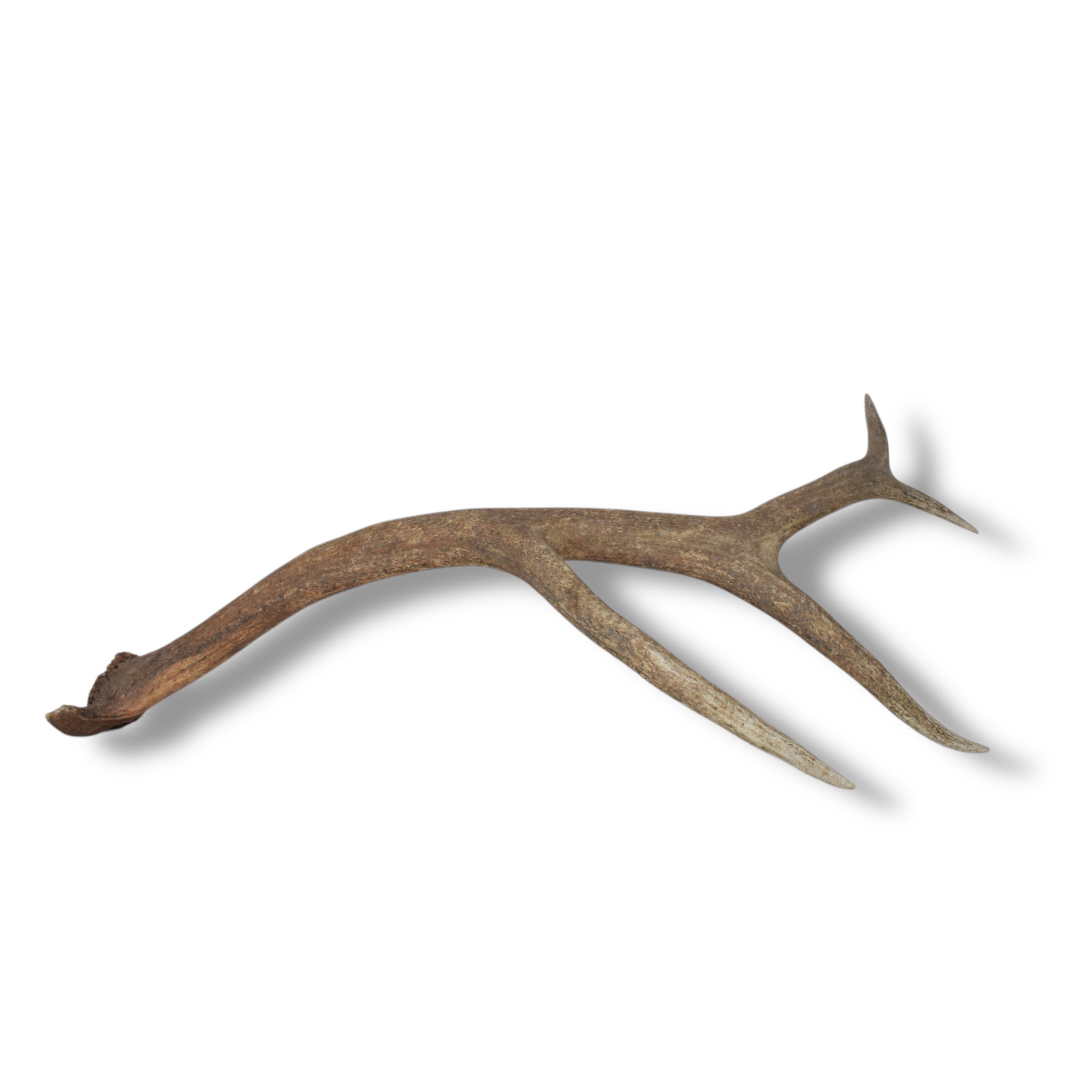 Elk Antler | Large Size | 105