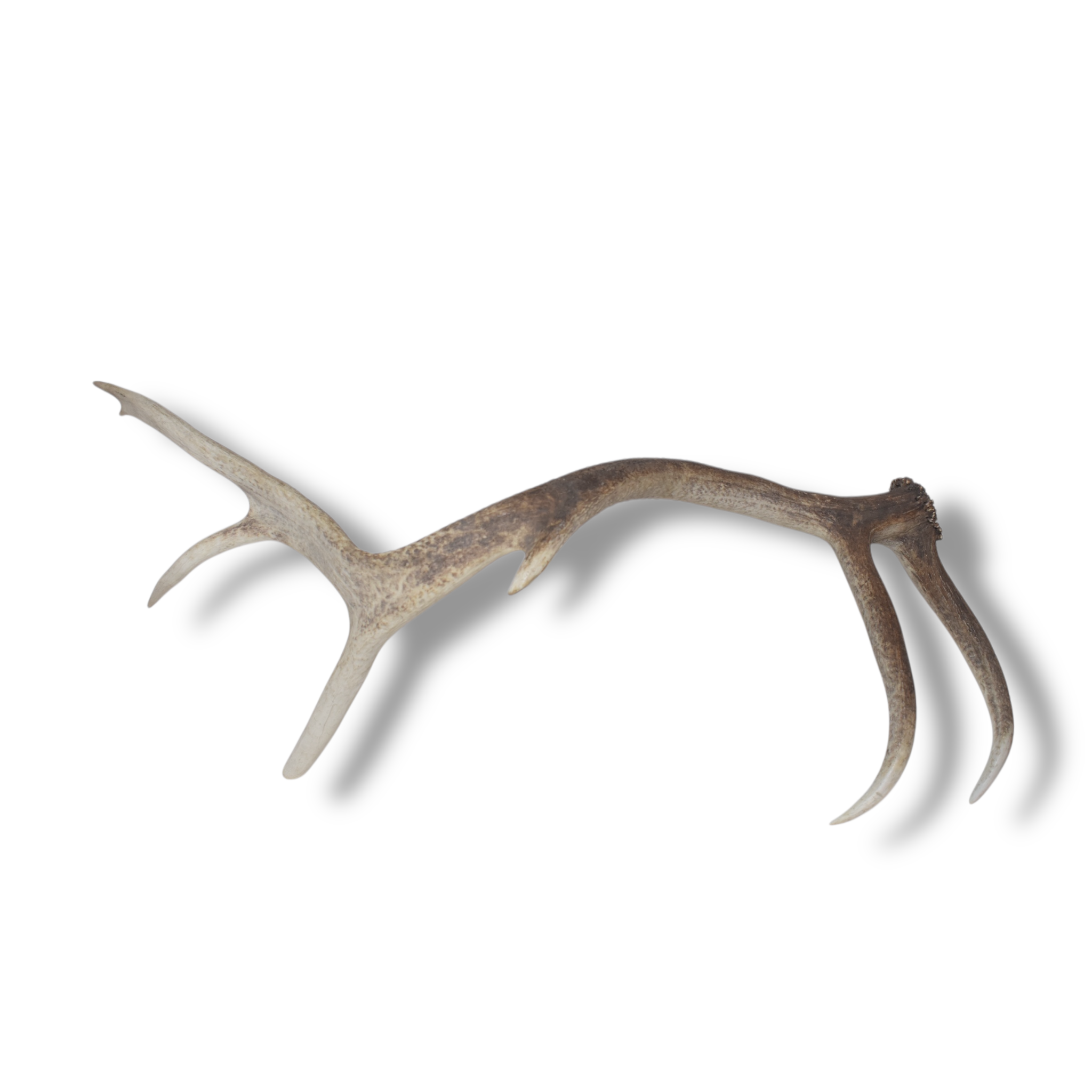 Elk Antler | Extra-Large Size | 115