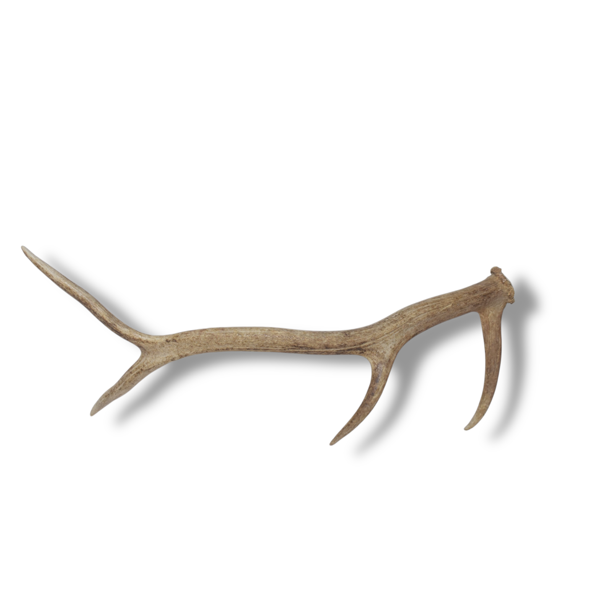 Elk Antler | Medium Size | 107