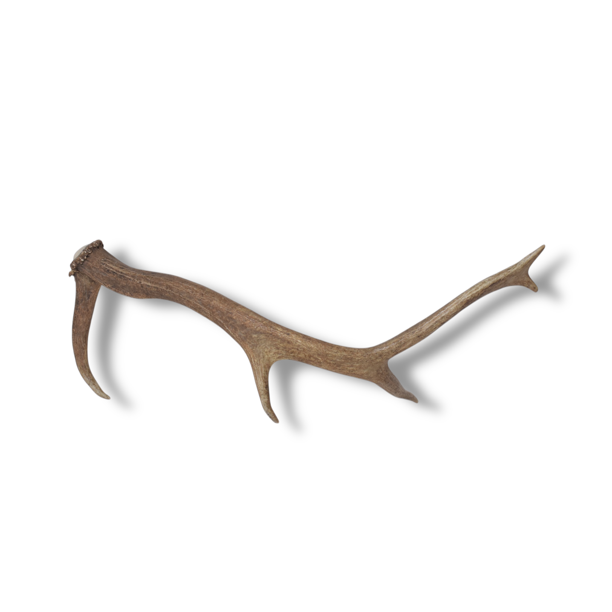 Elk Antler | Small Size | 101
