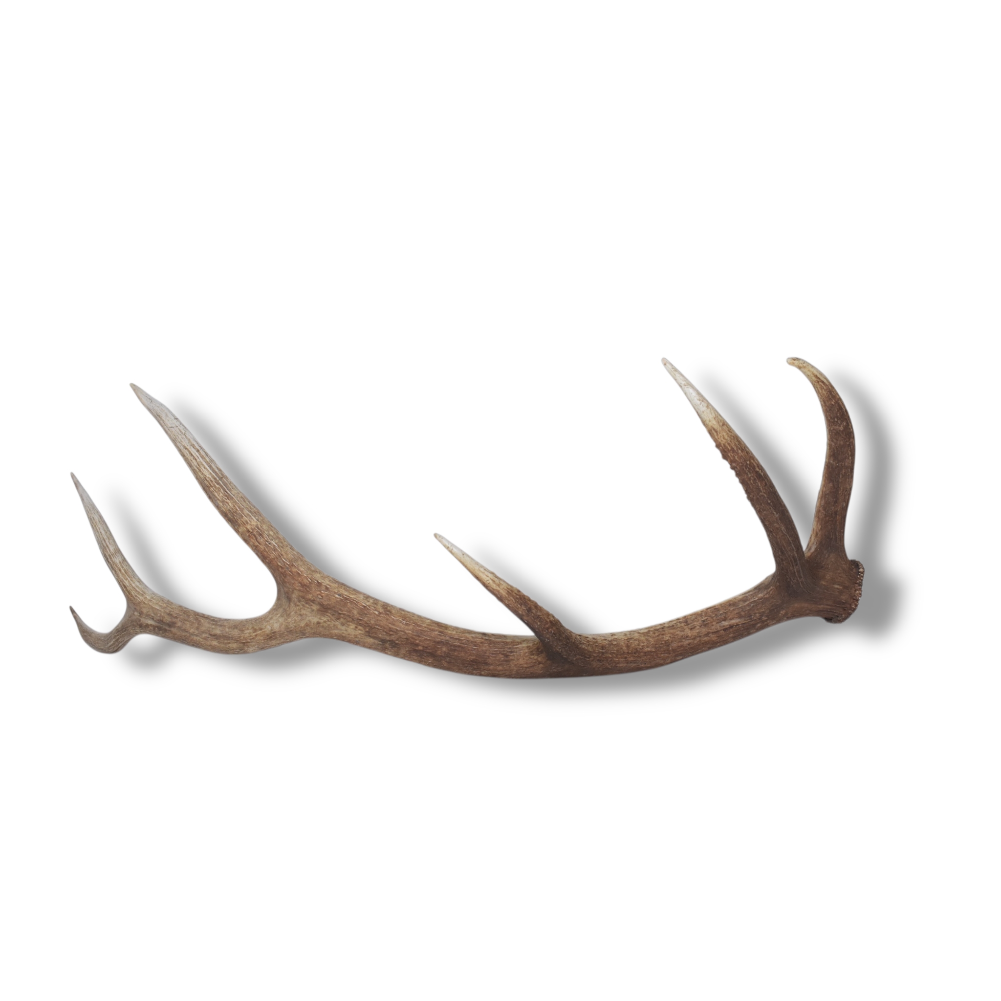 Elk Antler | Medium Size | 103