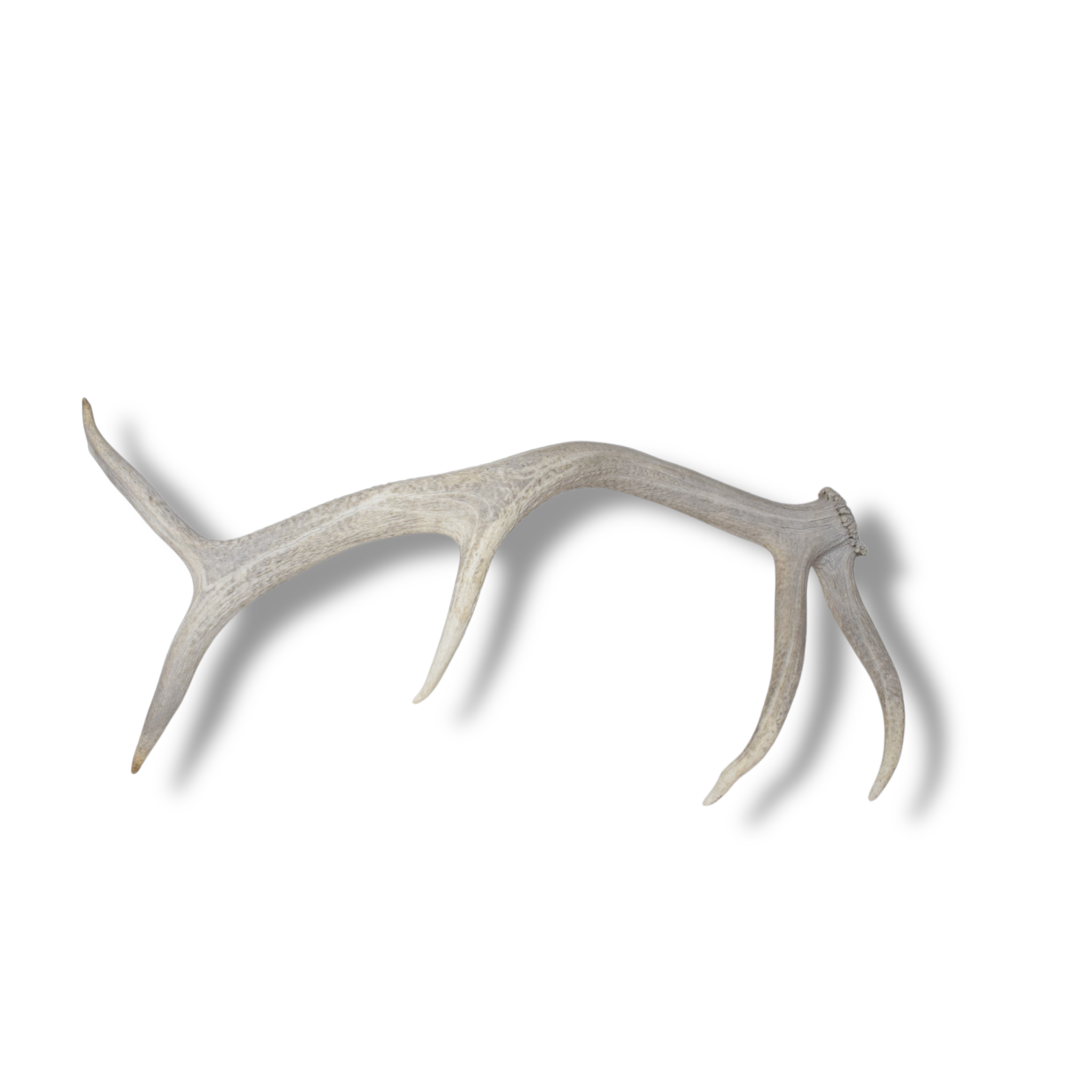 Elk Antler | Small Size | 114