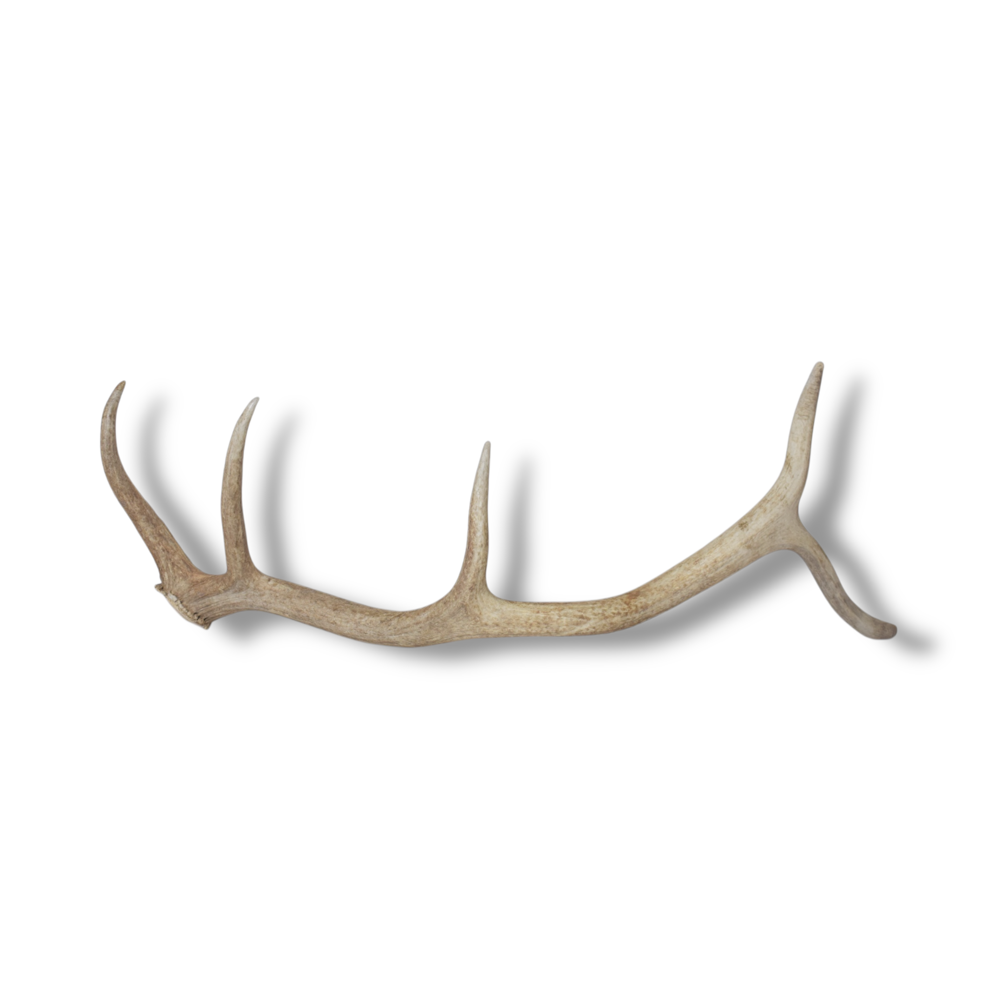 Elk Antler | Medium Size | 102