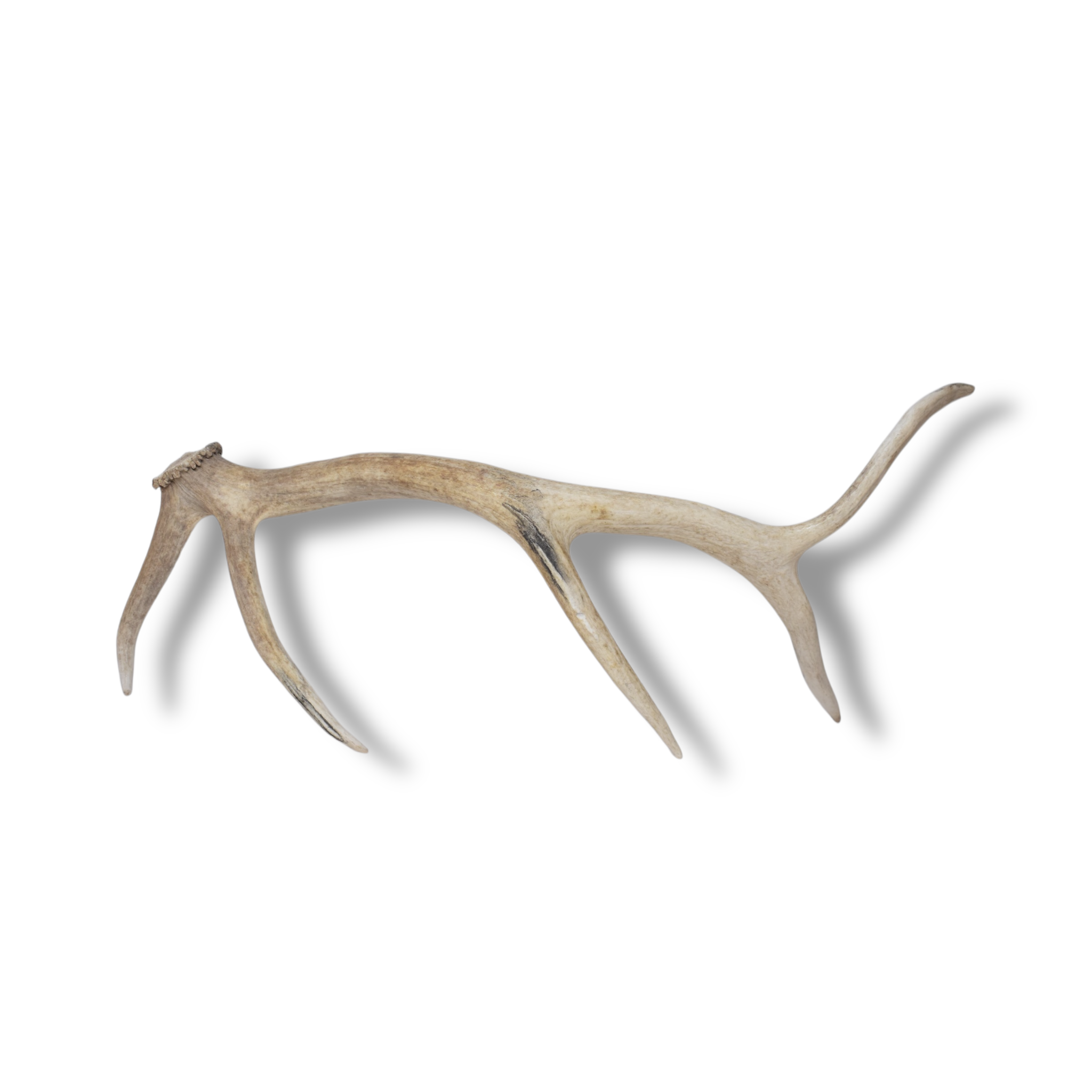 Elk Antler | Medium Size | 111