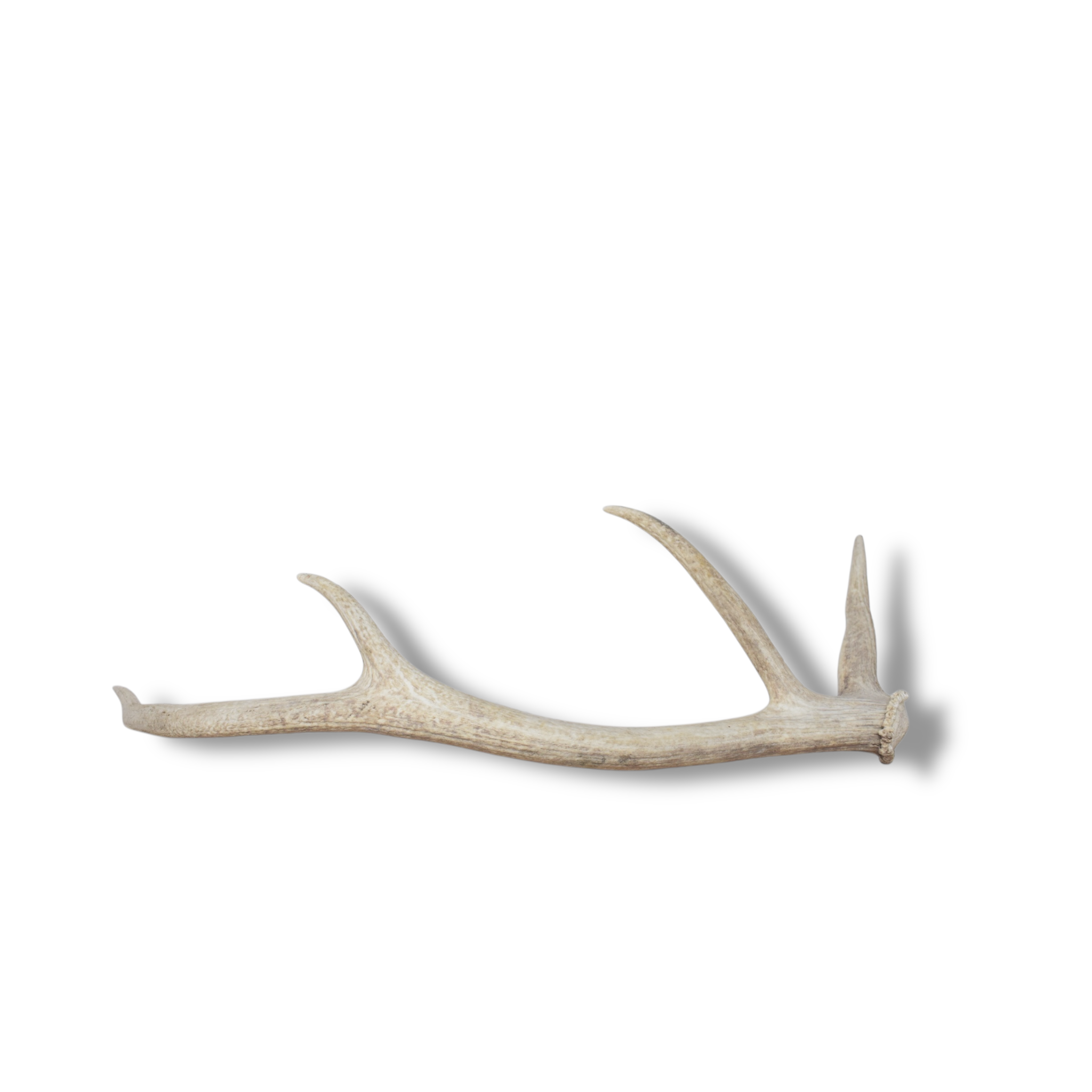 Elk Antler | Small Size | 112