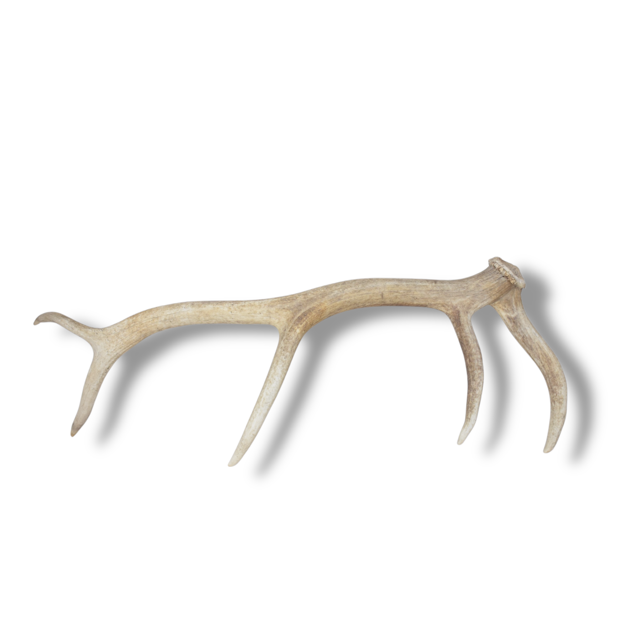 Elk Antler | Medium Size | 118