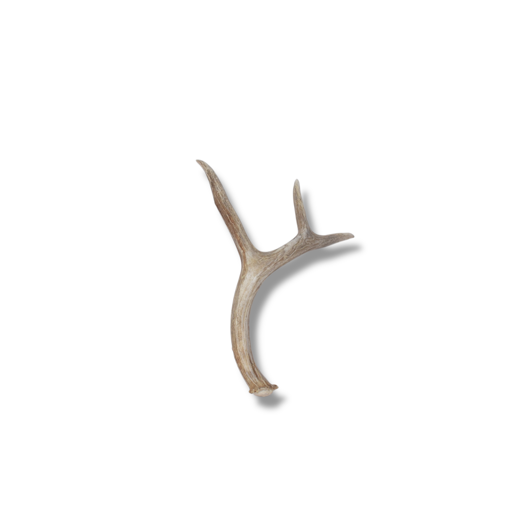 Mule Deer Antler | Medium Size | 64