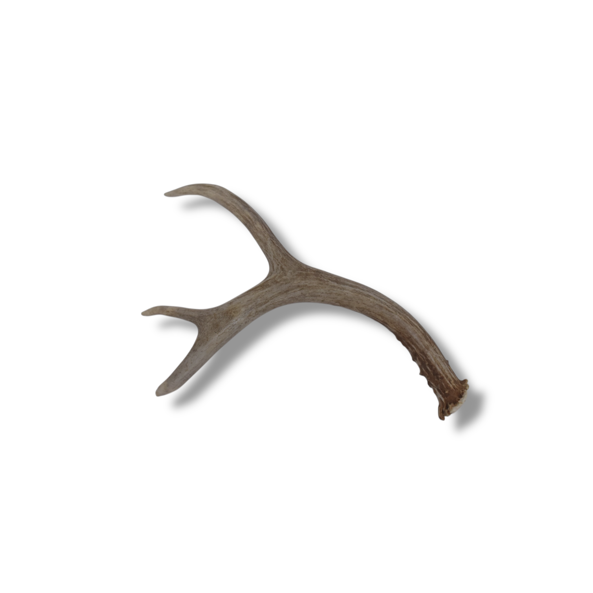 Mule Deer Antler | Small Size | 61