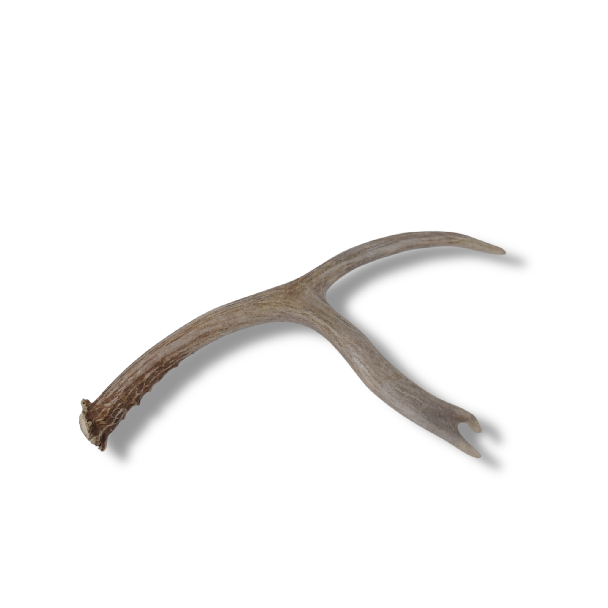 Mule Deer Antler | Medium Size | 62
