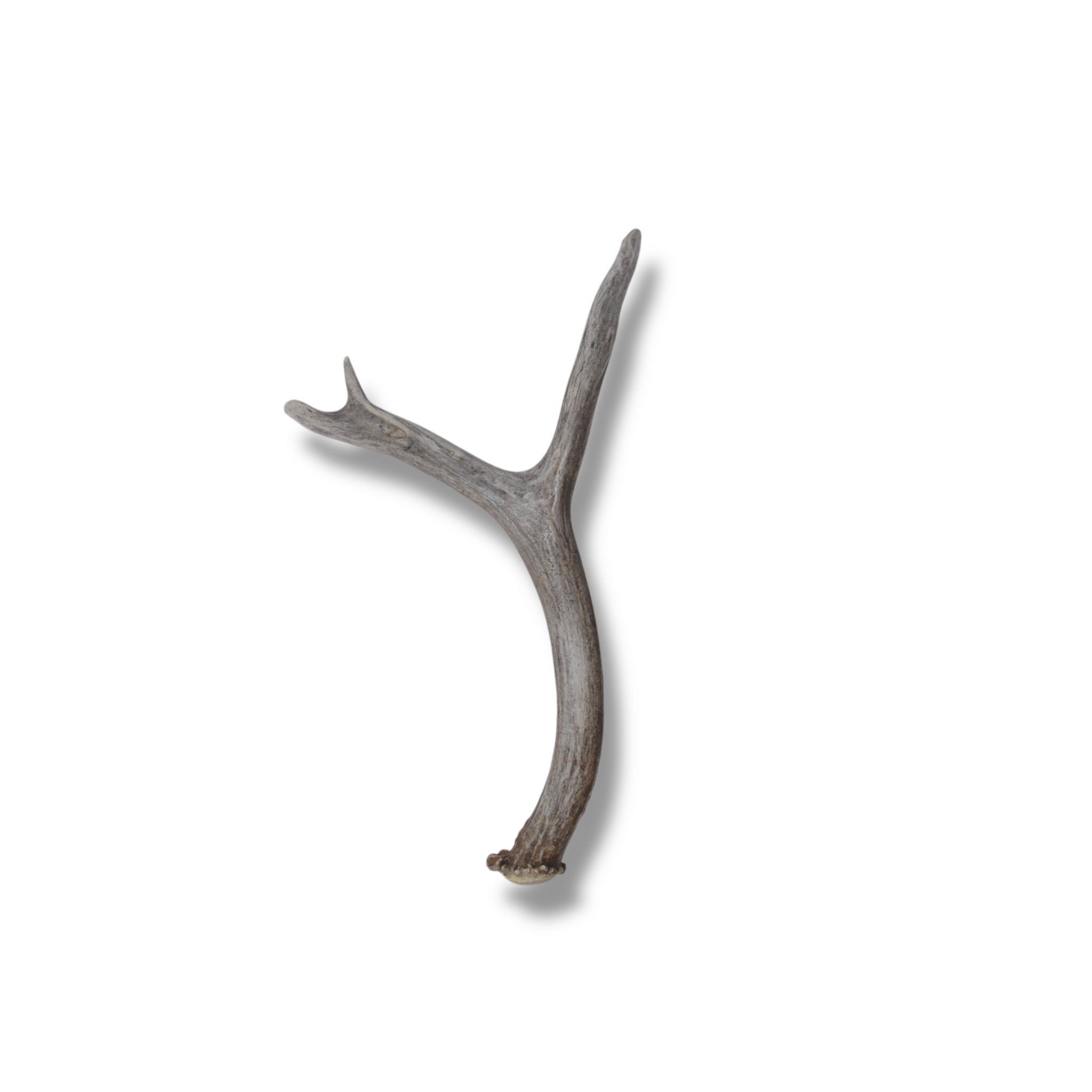 Mule Deer Antler | Medium Size | 60