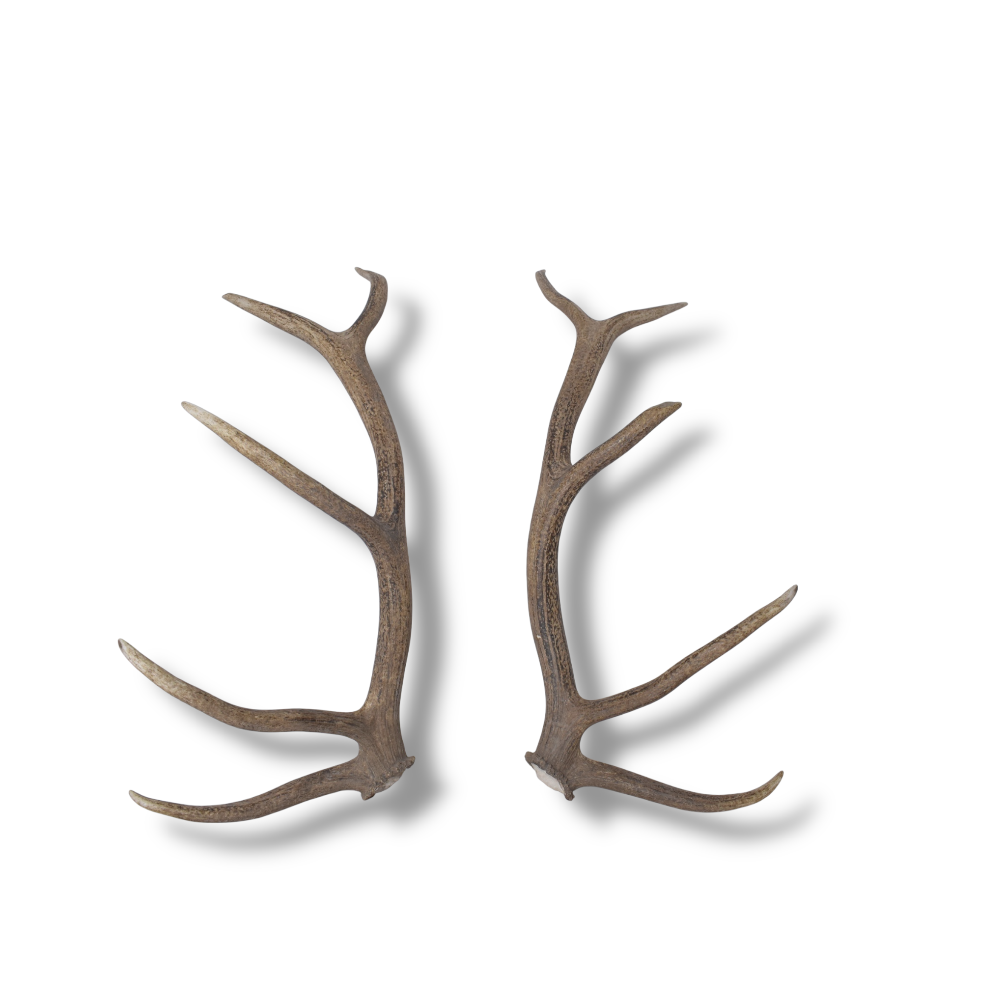 Elk Antler Set | Large | 145