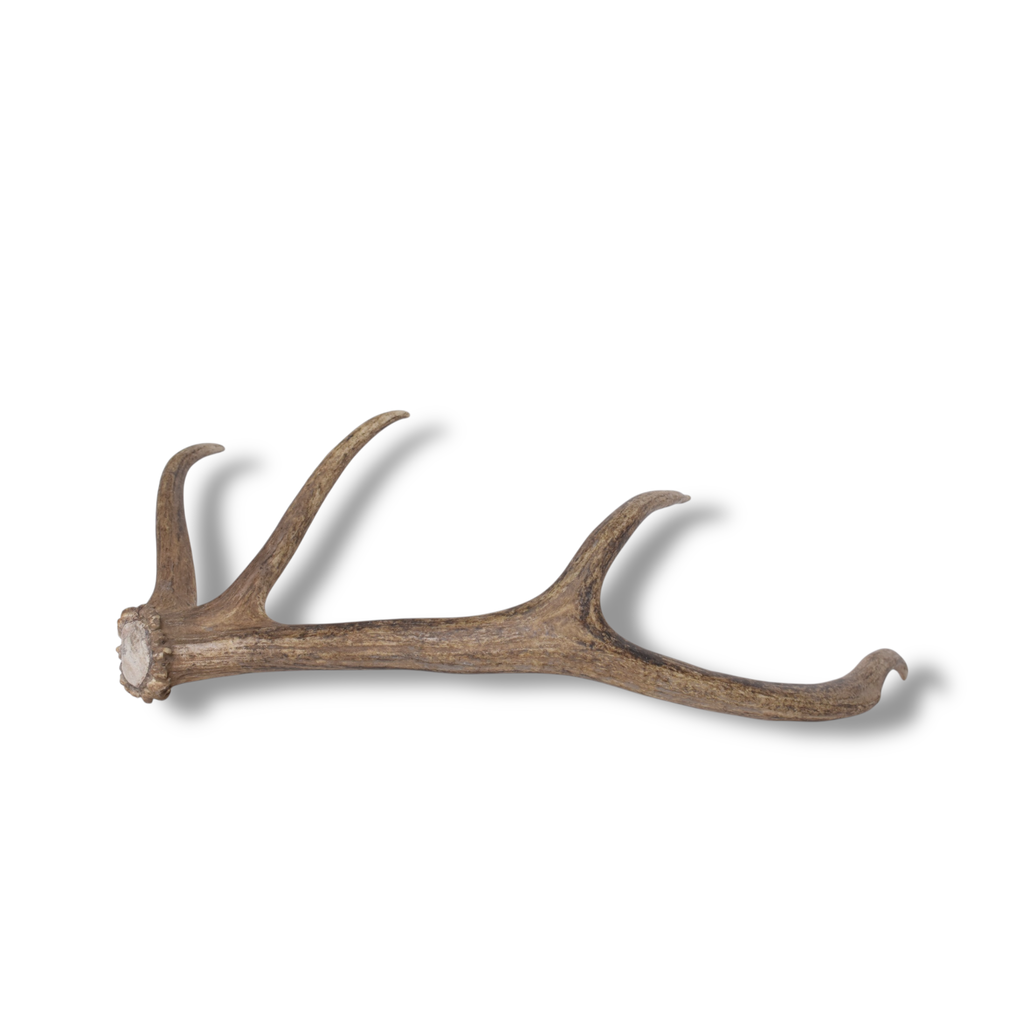Elk Antler | Small Size | 141