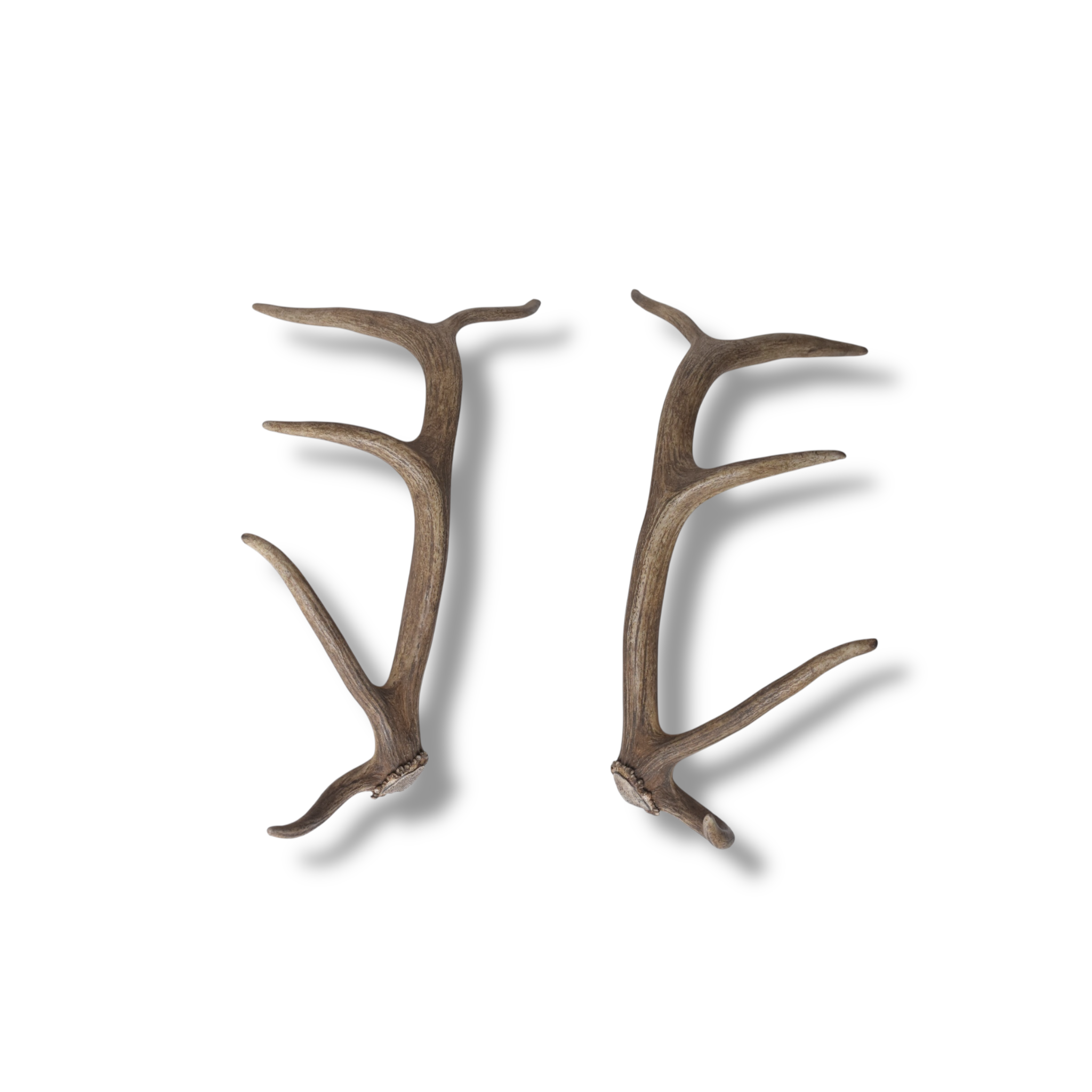 Elk Antler Set | Small | 136