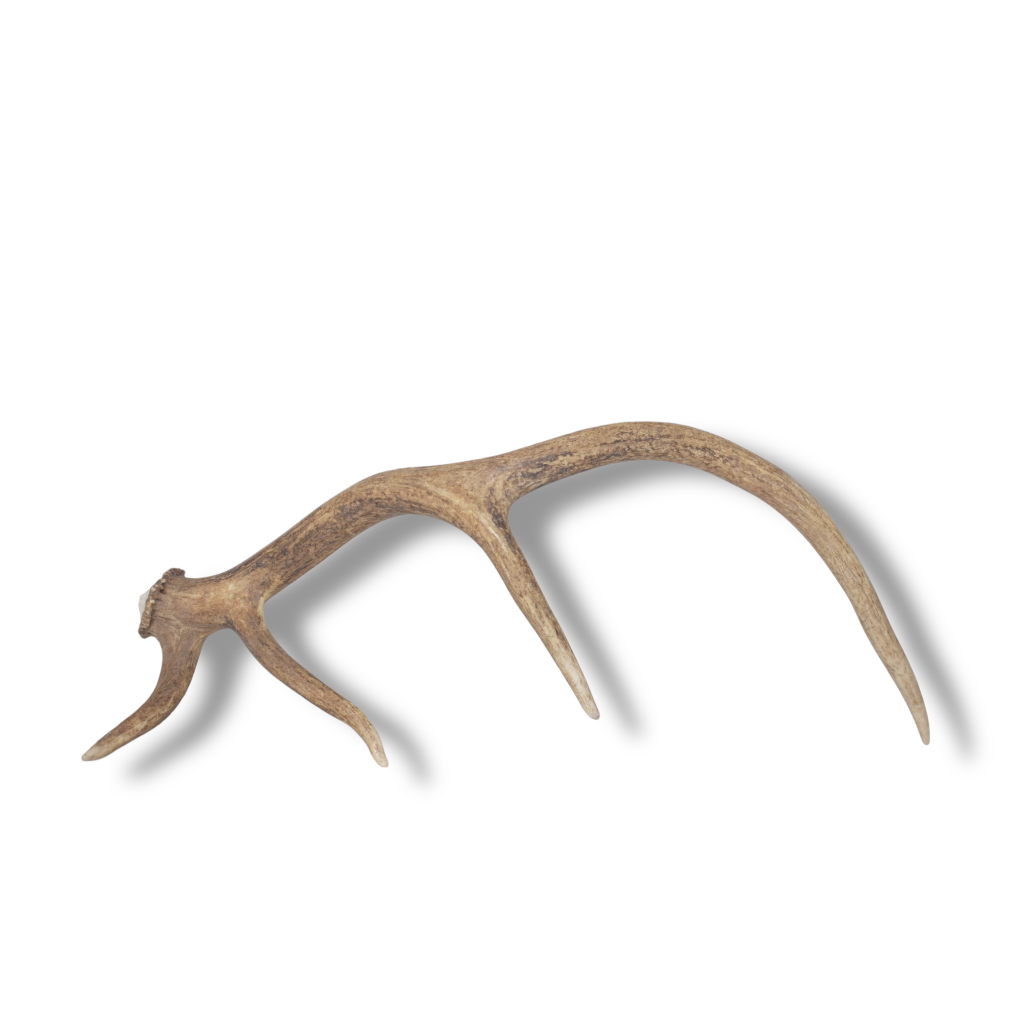 Elk Antler | Small Size | 137