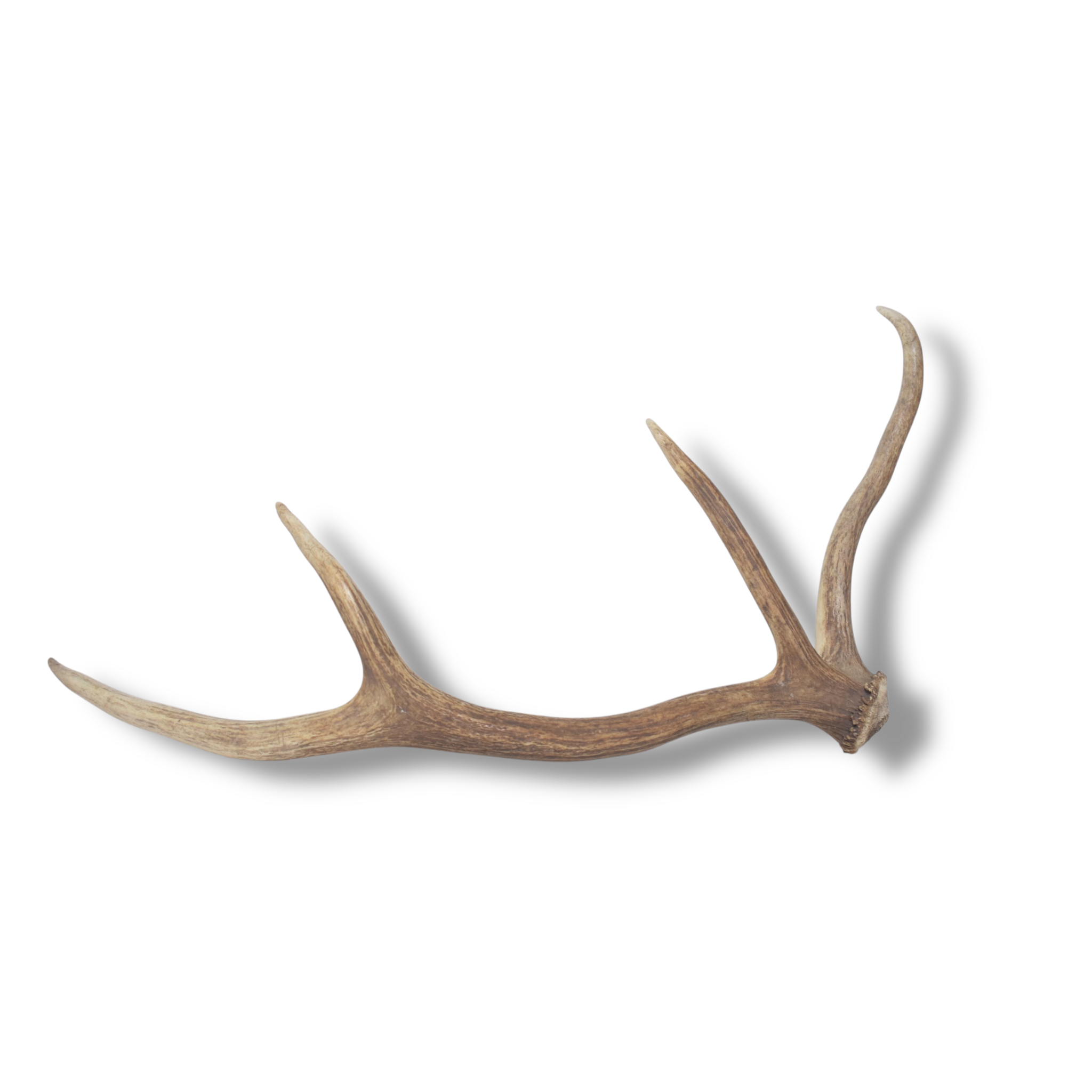 Elk Antler | Small Size | 131