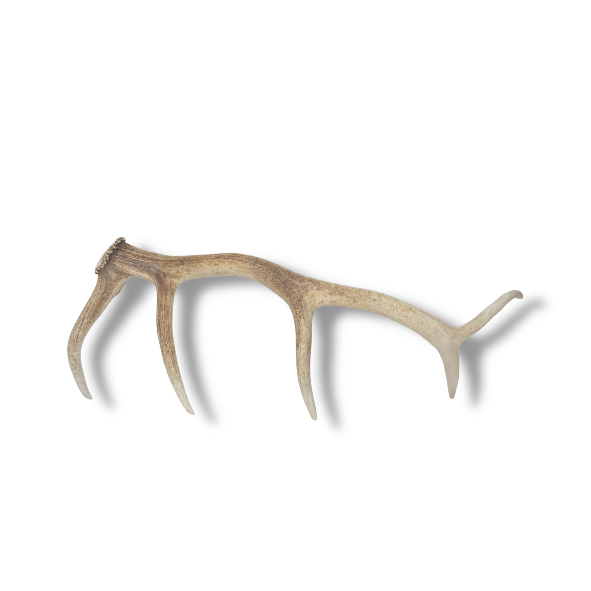 Elk Antler | Small Size | 123