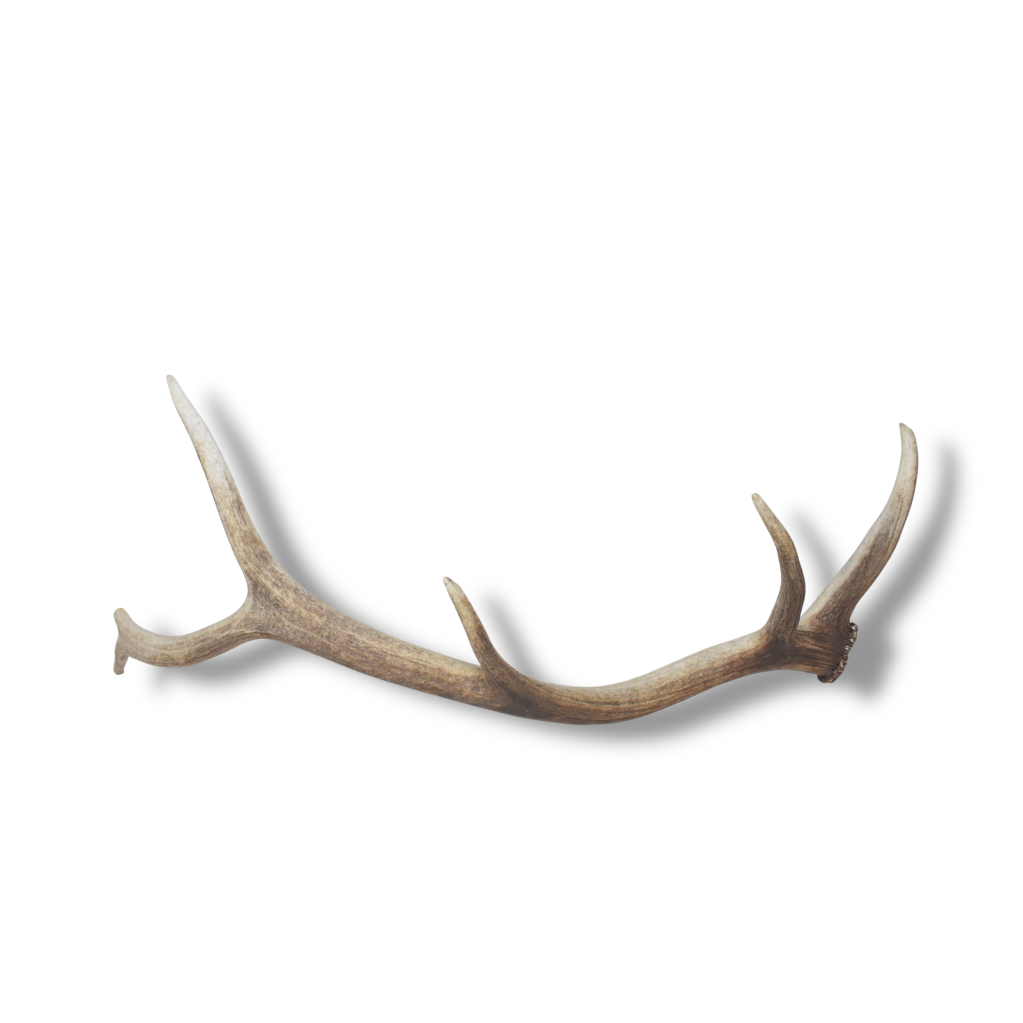 Elk Antler | Large Size | 124