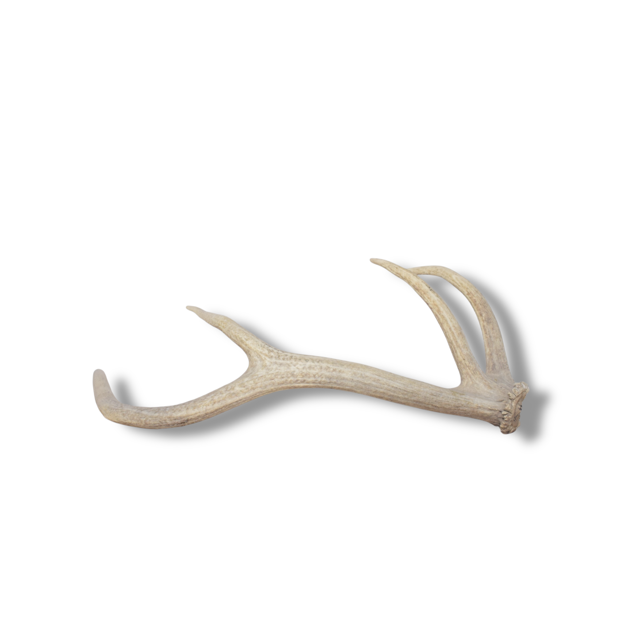 Elk Antler | Small Size | 129