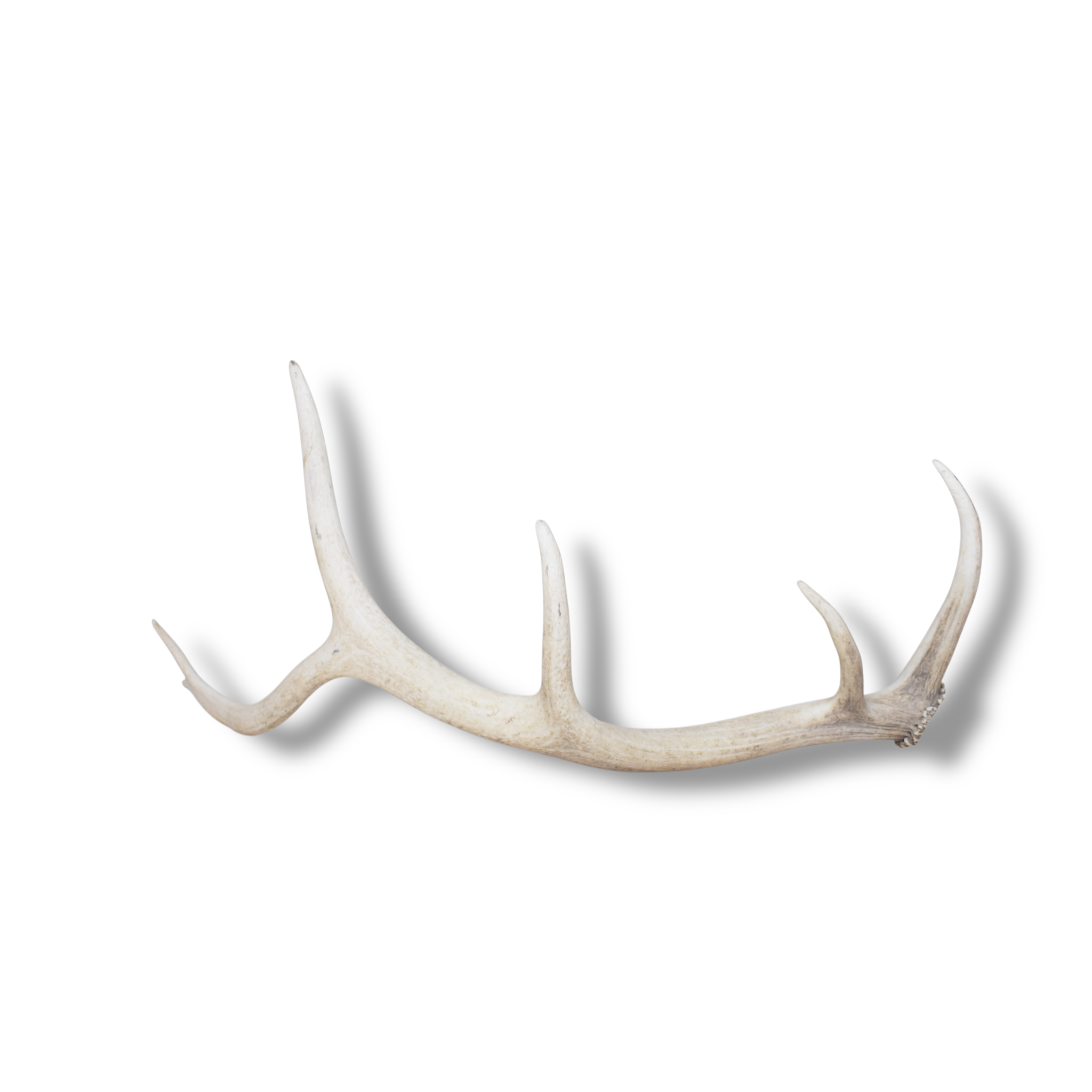 Elk Antler | Small Size | 125
