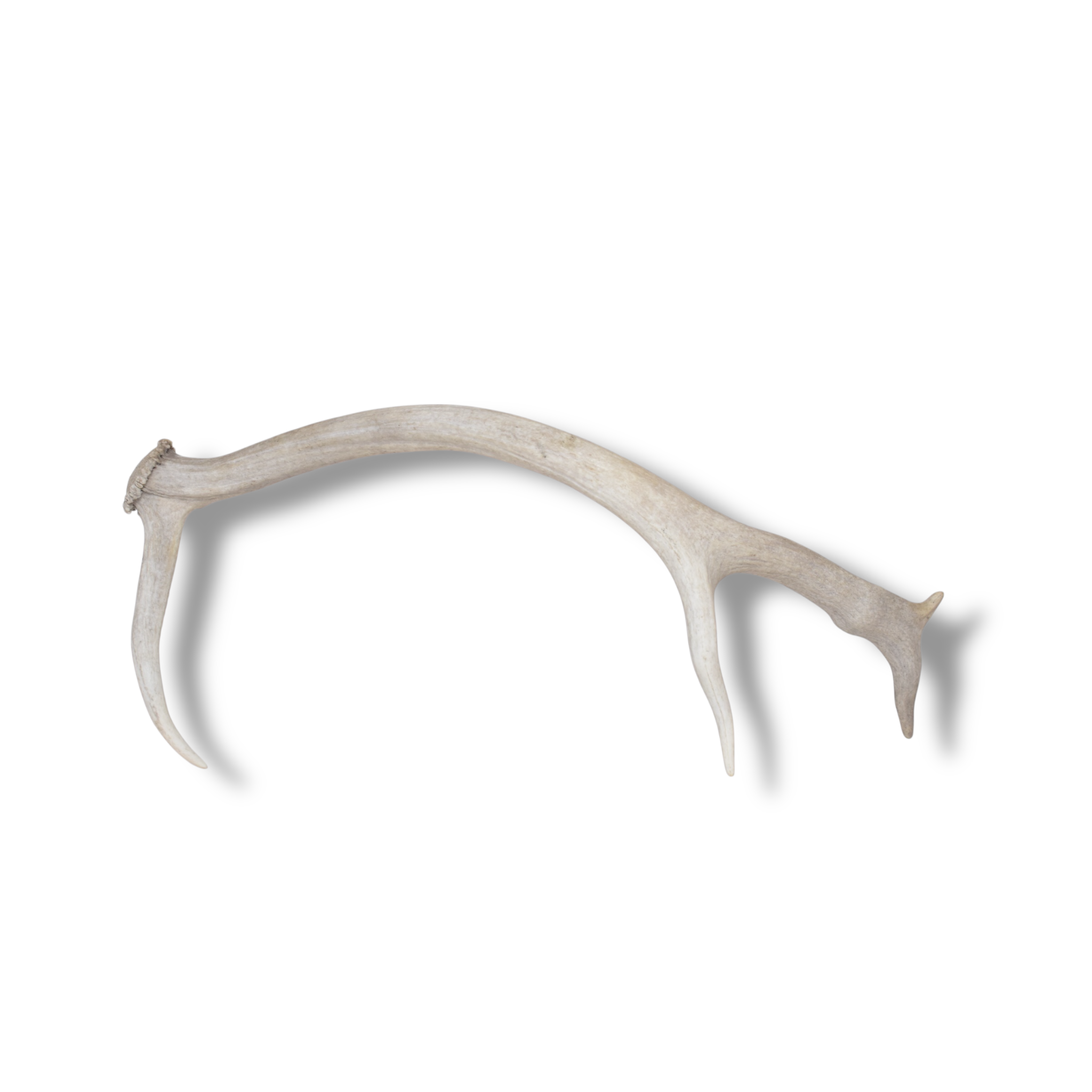 Elk Antler | Small Size | 130