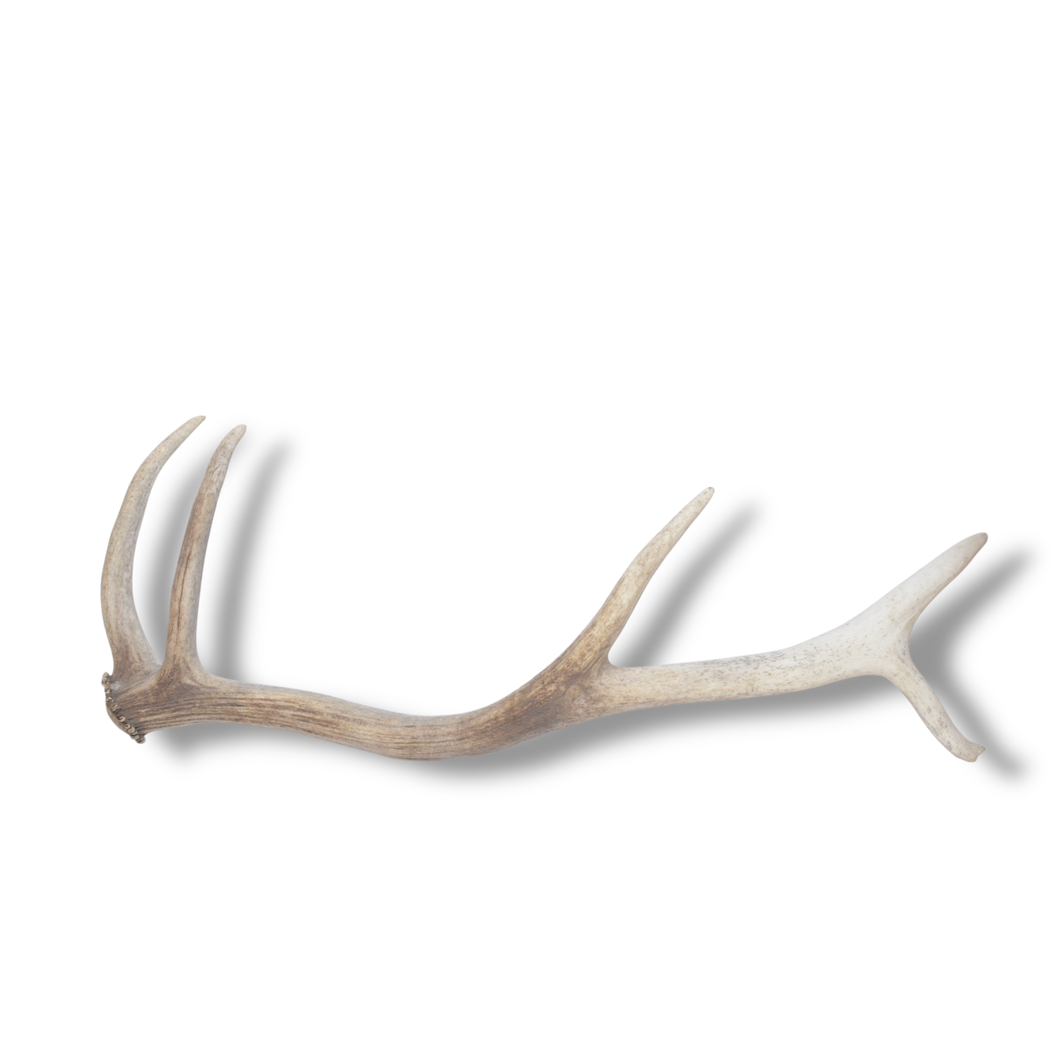 Elk Antler | Small Size | 132