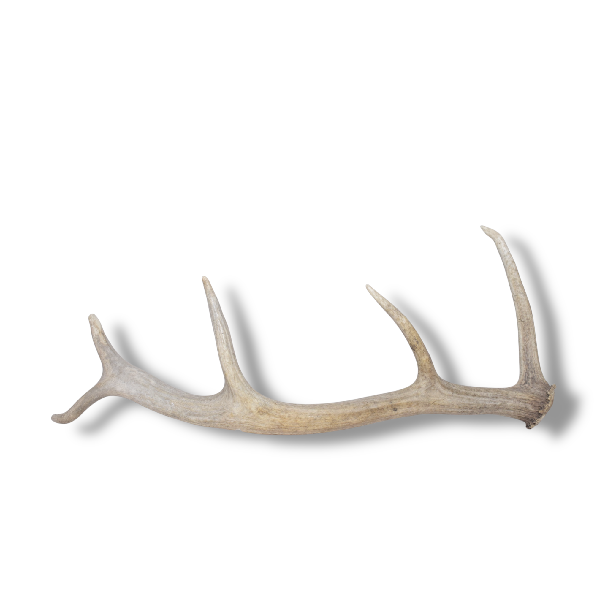 Elk Antler | Small Size | 133