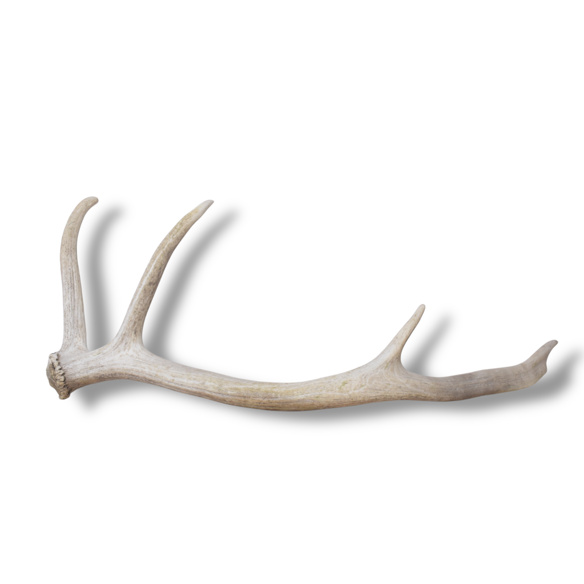 Elk Antler | Small Size | 144