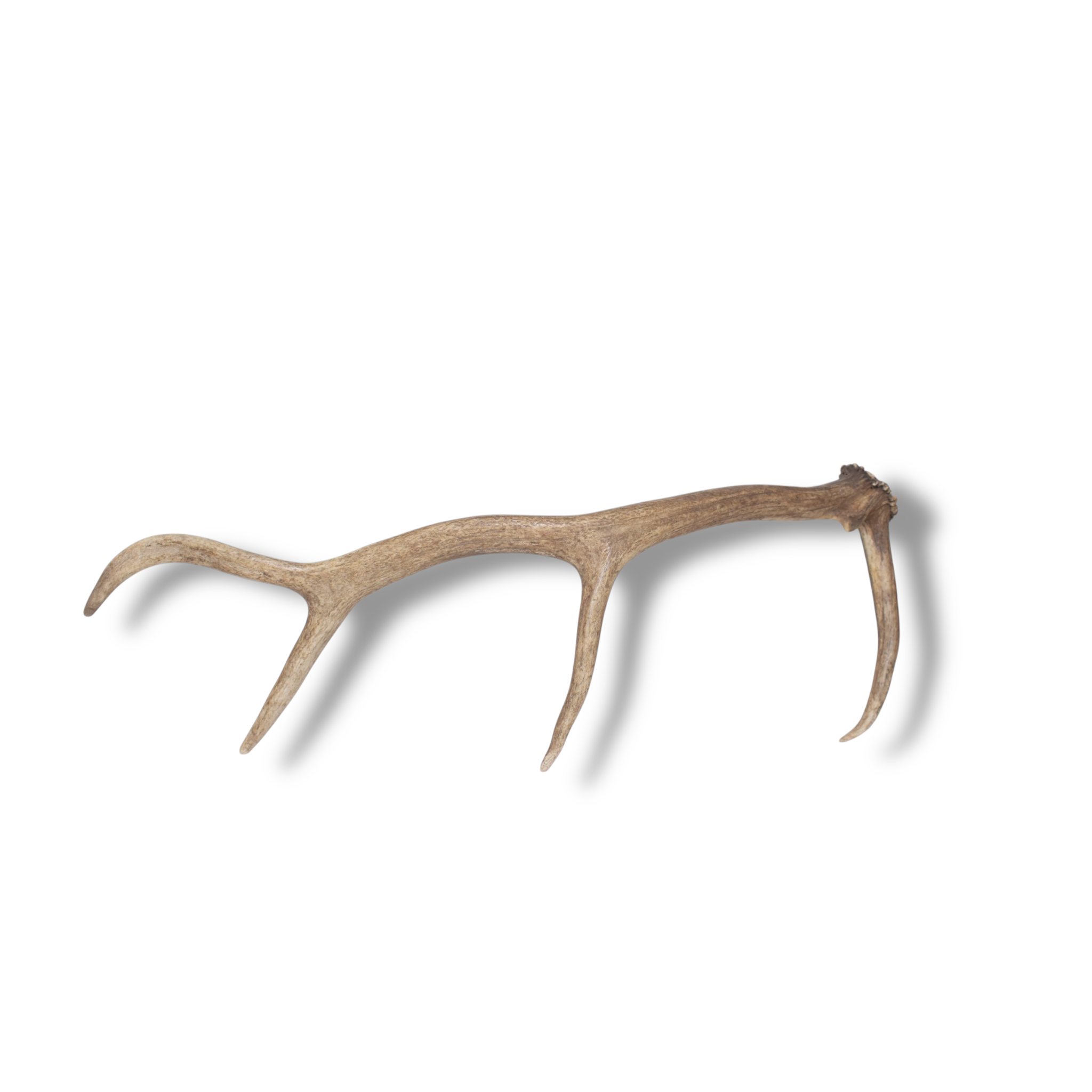Elk Antler | Small Size | 149