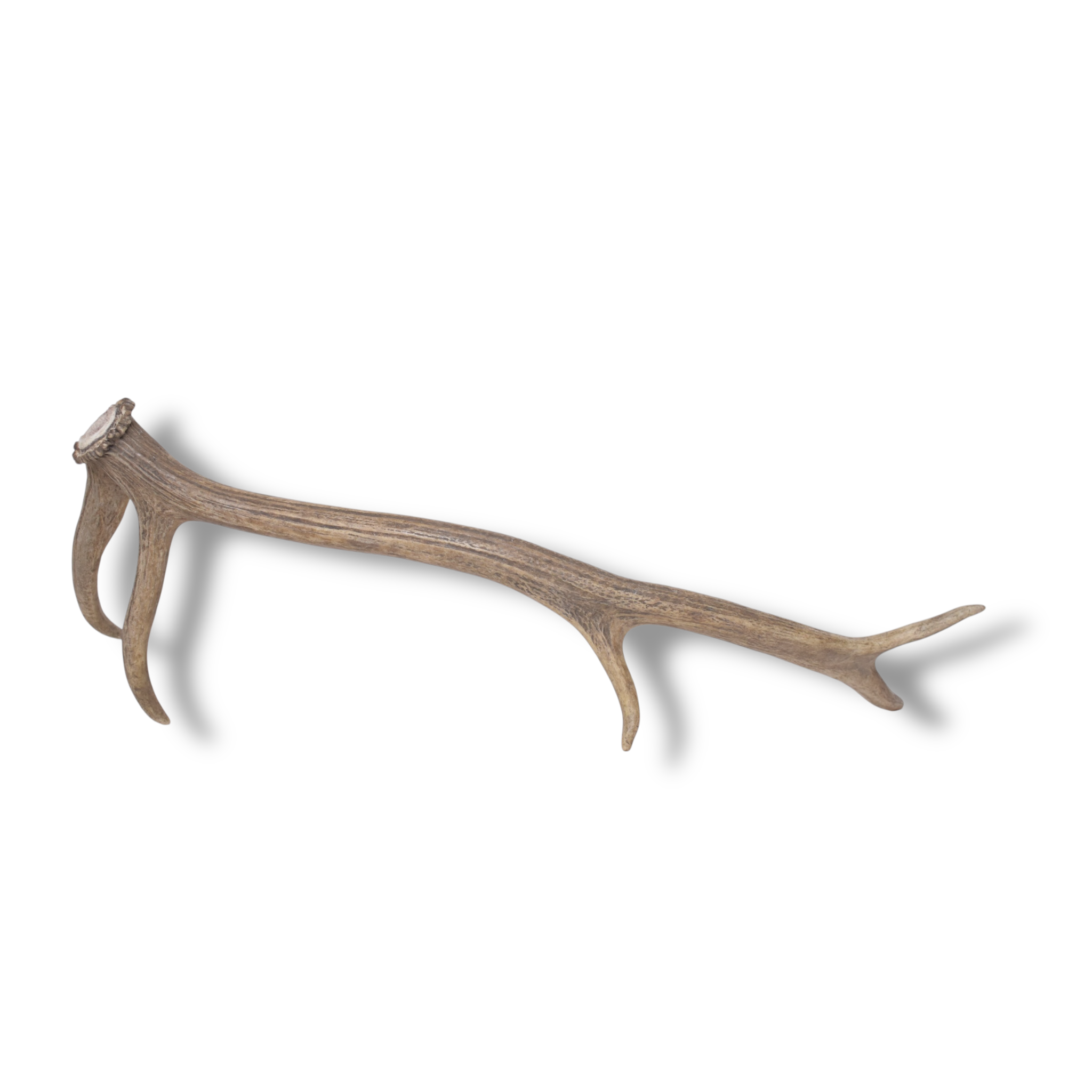 Elk Antler | Small Size | 147