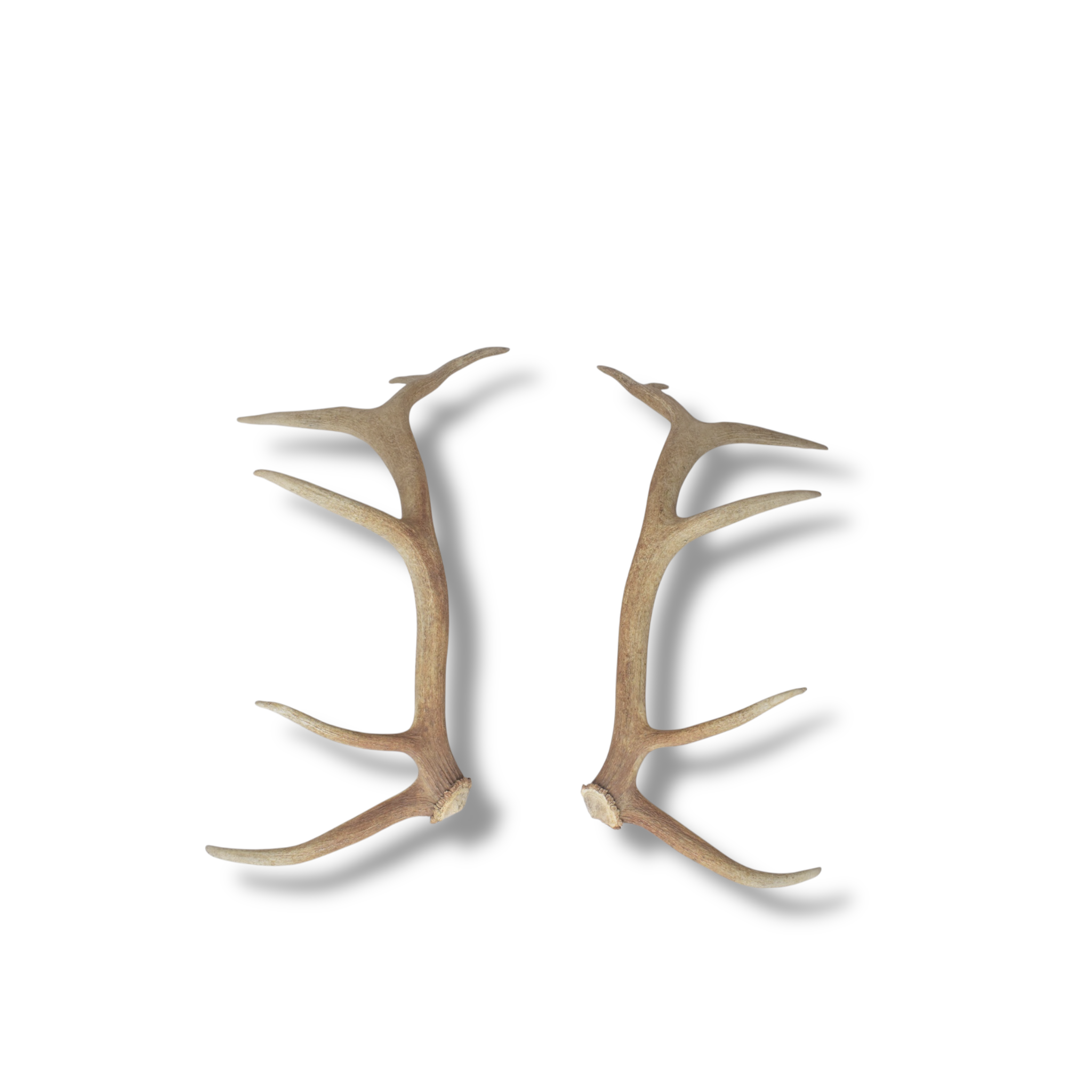 Elk Antler Set | Medium | 154