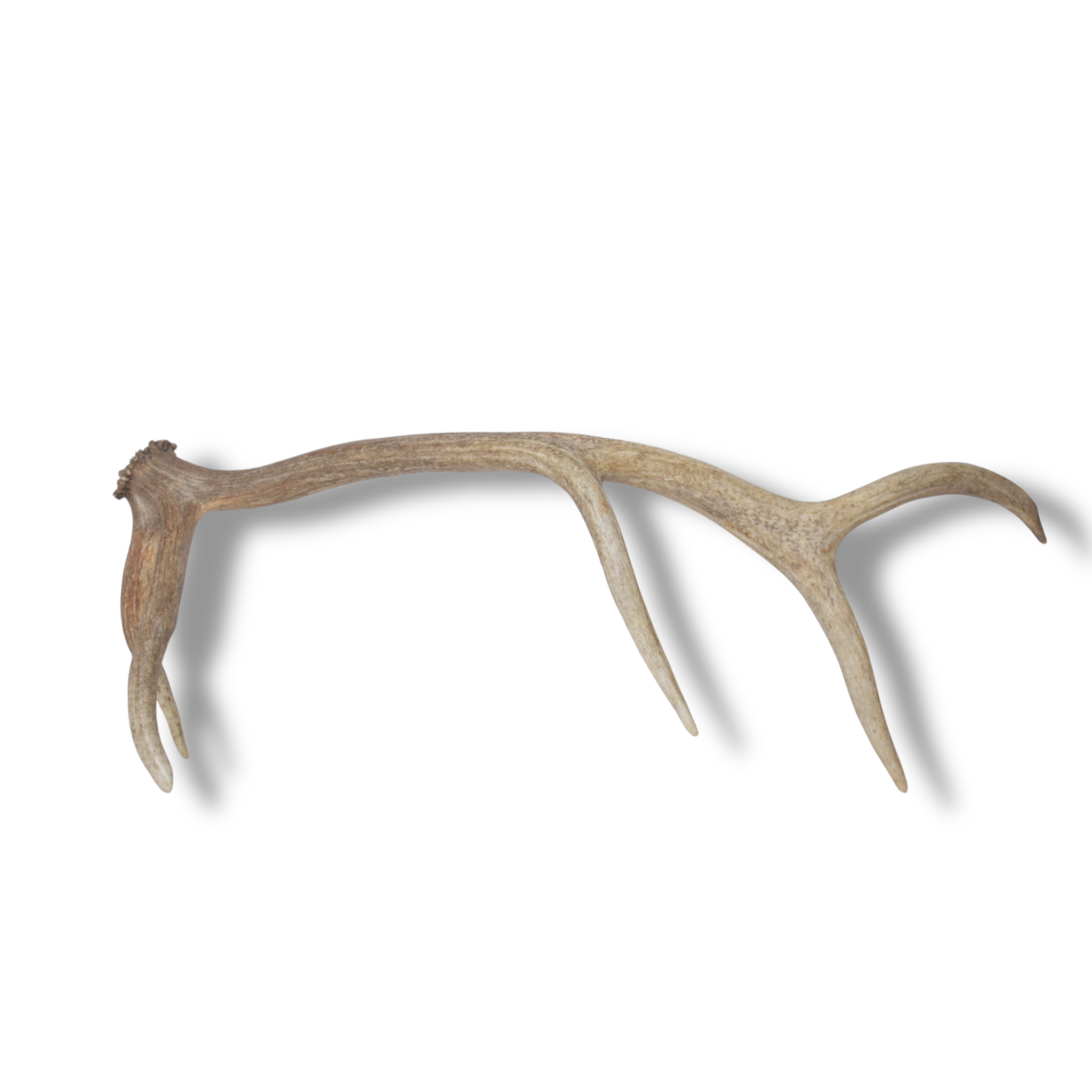 Elk Antler | Medium Size | 156