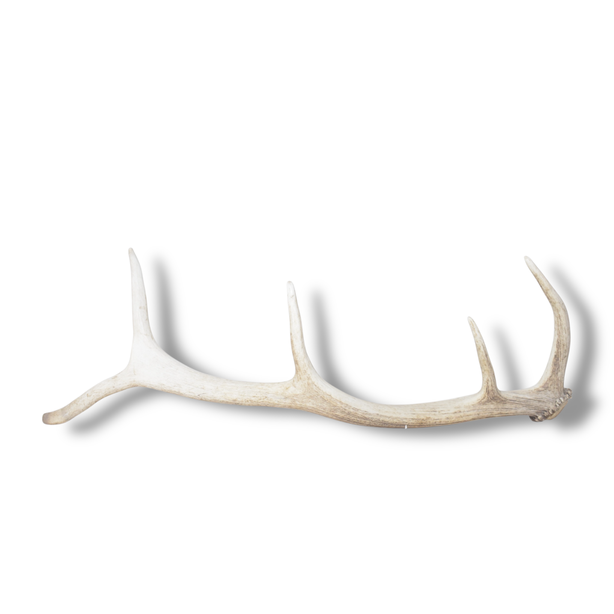 Elk Antler | Small Size | 157