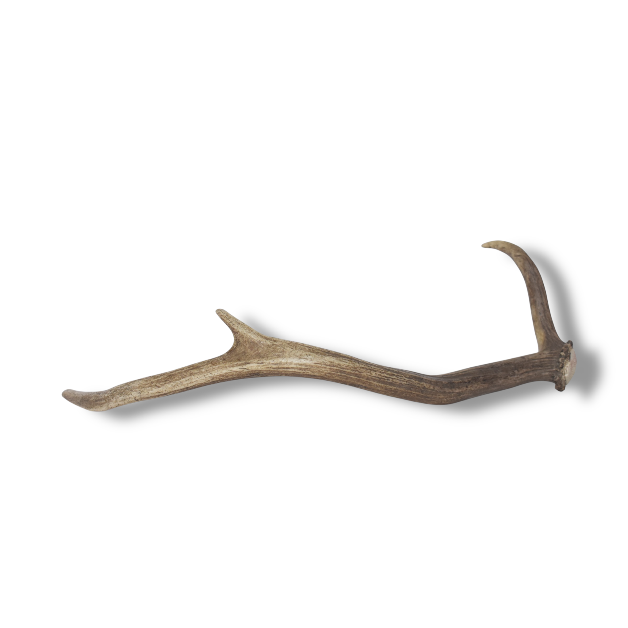 Elk Antler | Small Size | 165