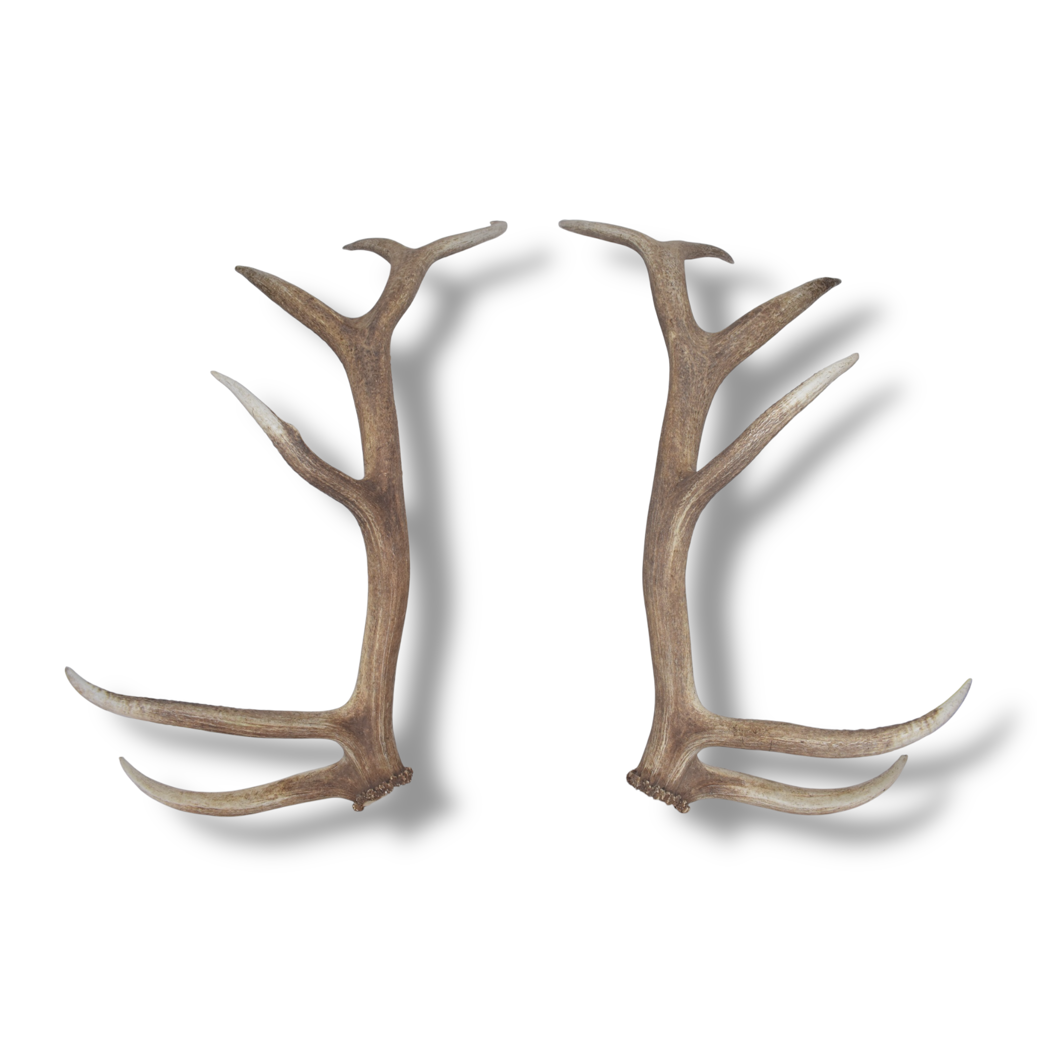 Elk Antler Set | Extra-Large | 166