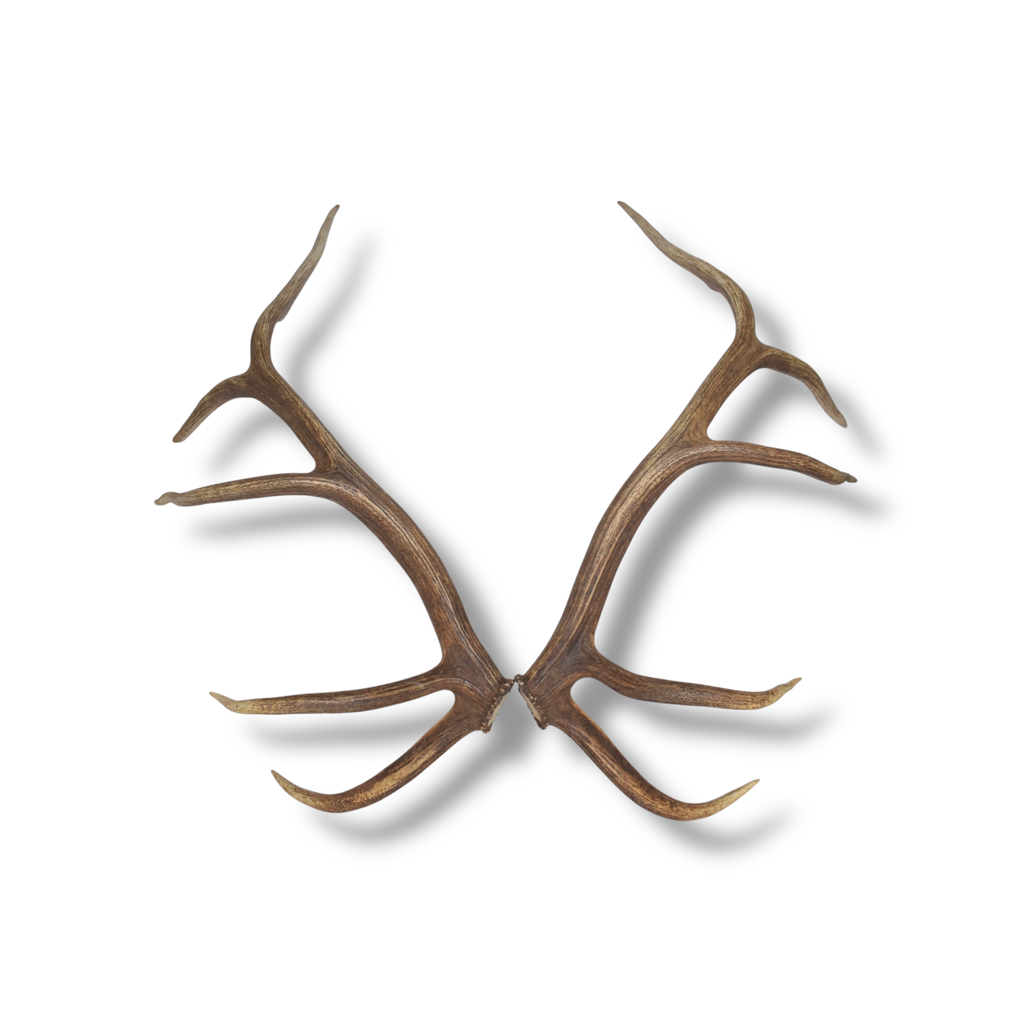 Elk Antler Set | Extra-Large | 167